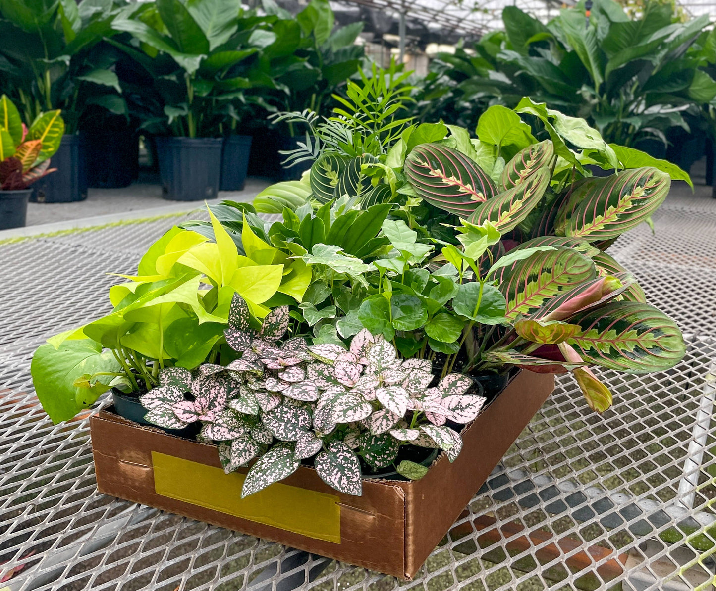 Grower's Choice Houseplant Assortment - 4" Live Plants