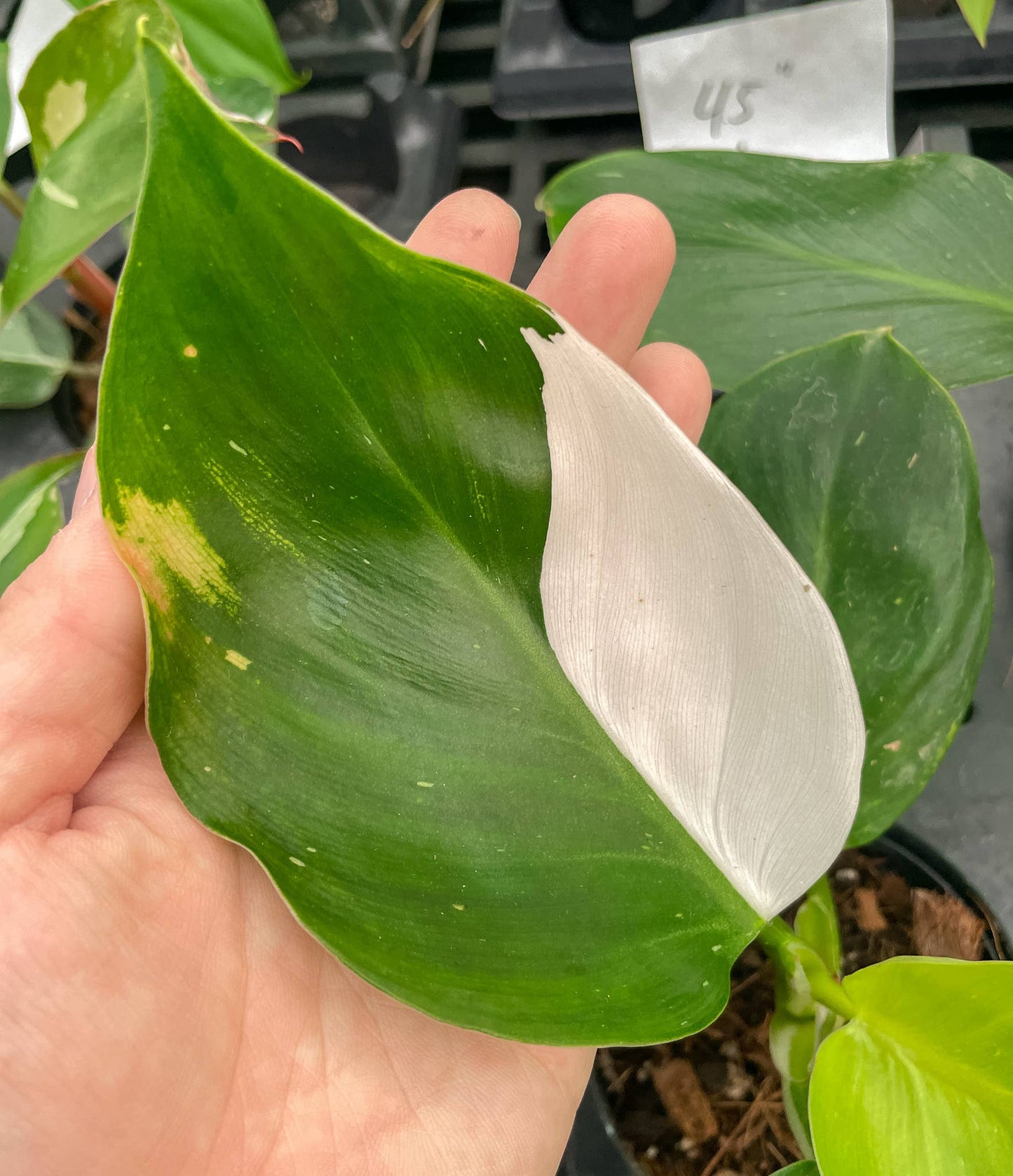 Philodendron White Wizard - 4" Live Plant - Rare