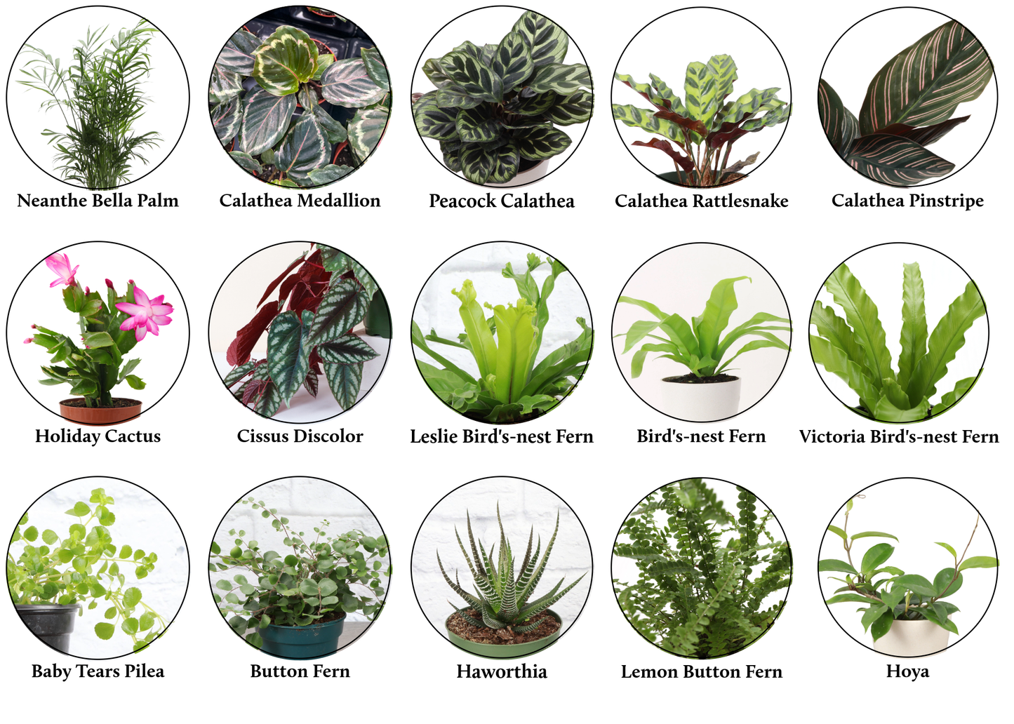 Pet Friendly Houseplant Assortment - 4" Live Plants