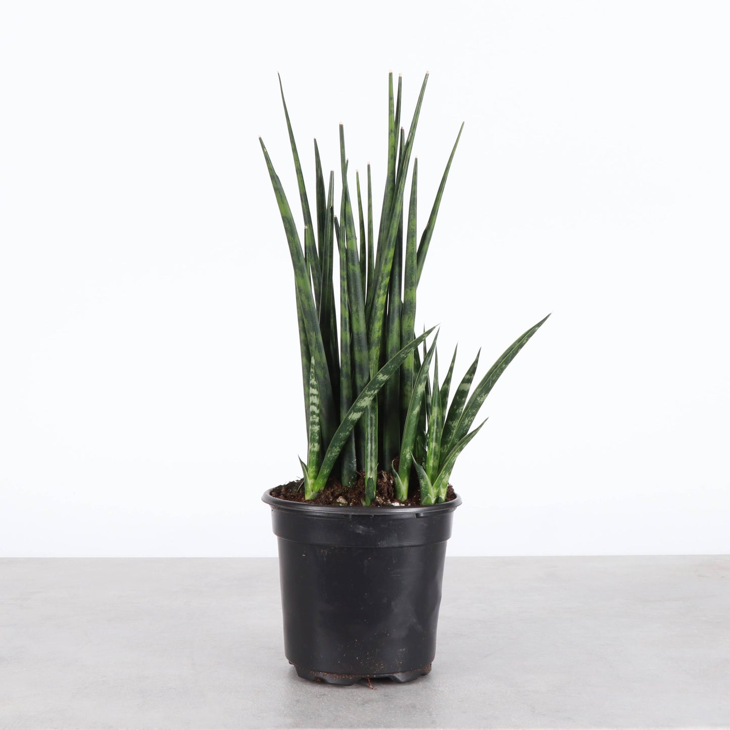 Sansevieria Fernwood - Live Plant