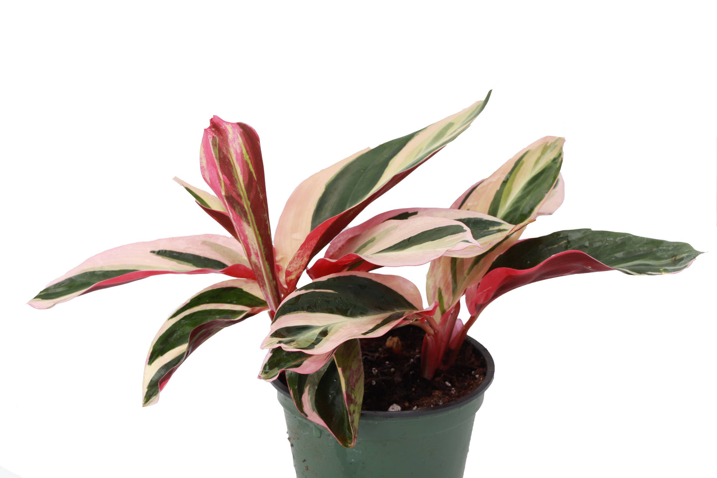 Stromanthe Triostar - 4" Live Plant