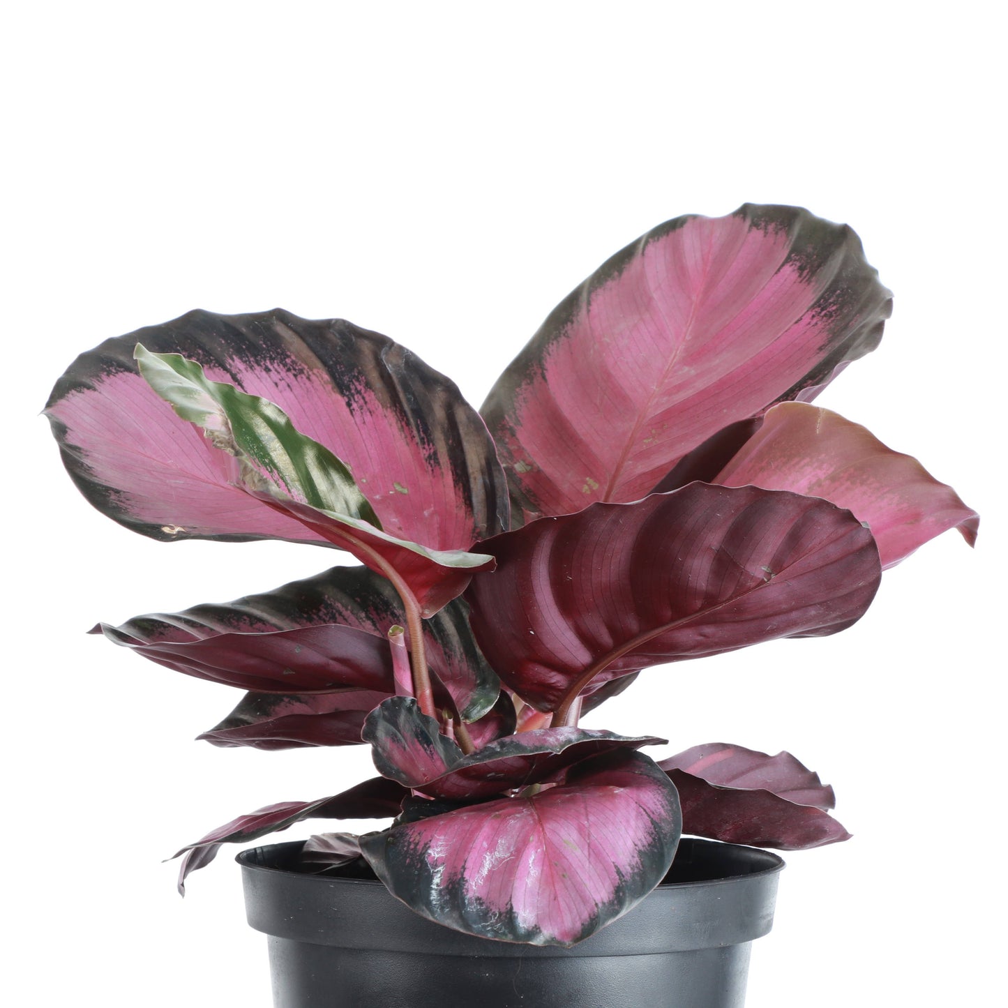 Calathea Pink Star