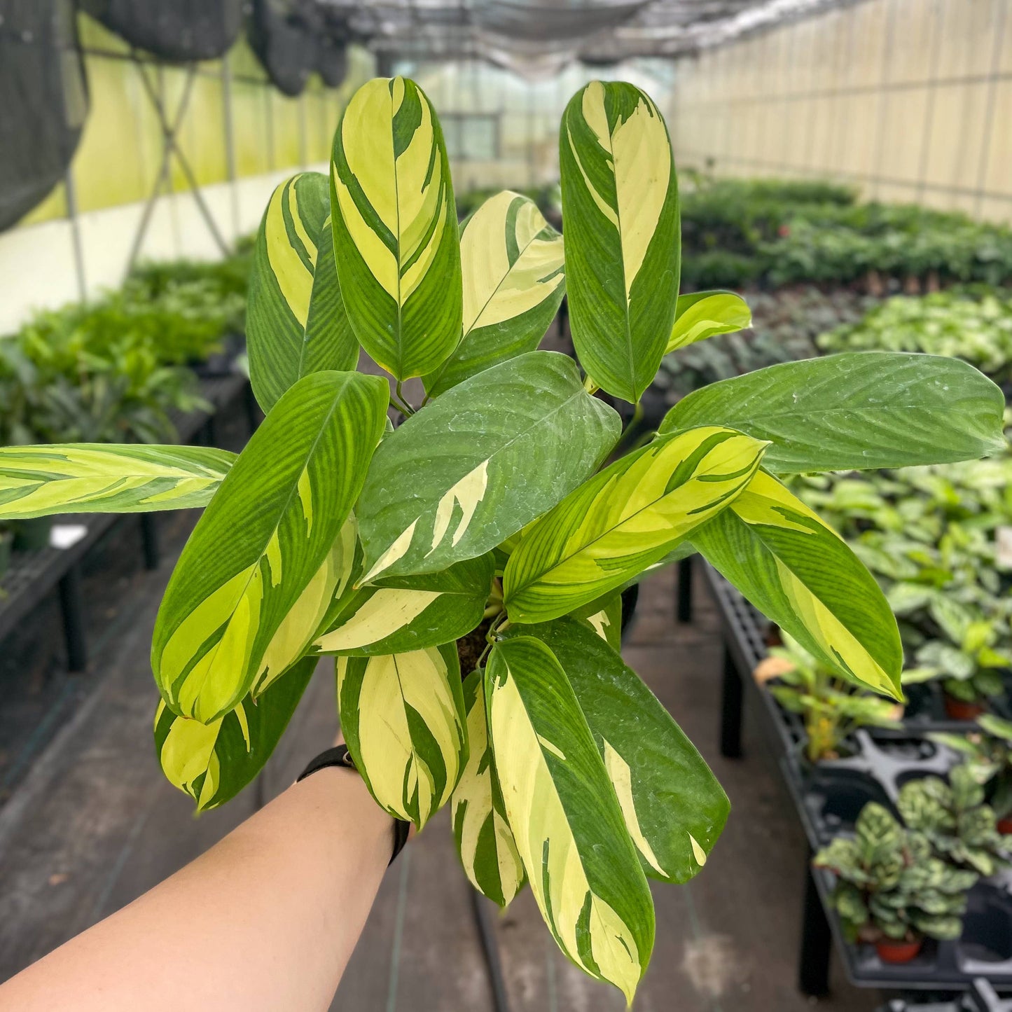 Calathea Pilosa