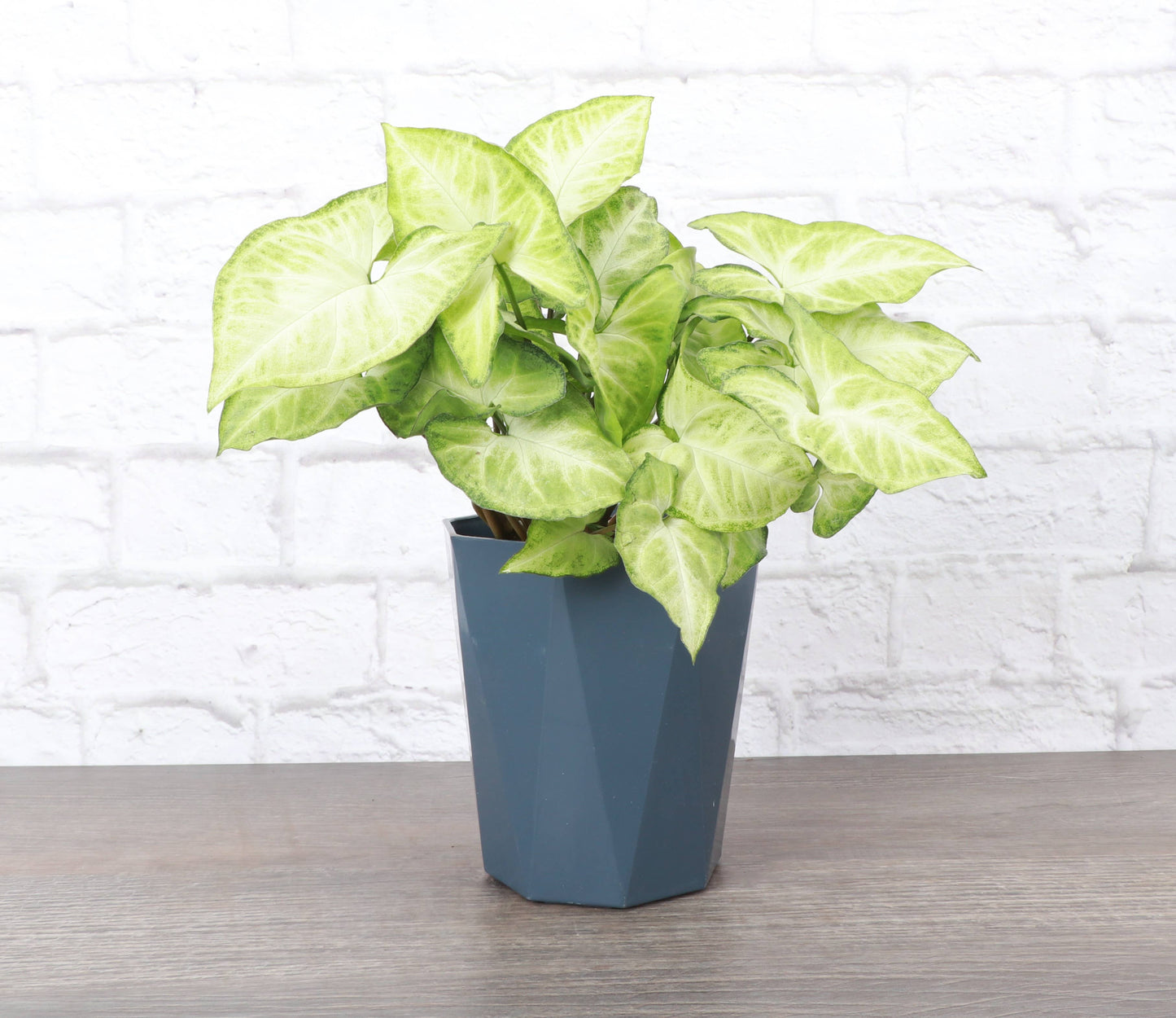 5" Modern Planter for Houseplants