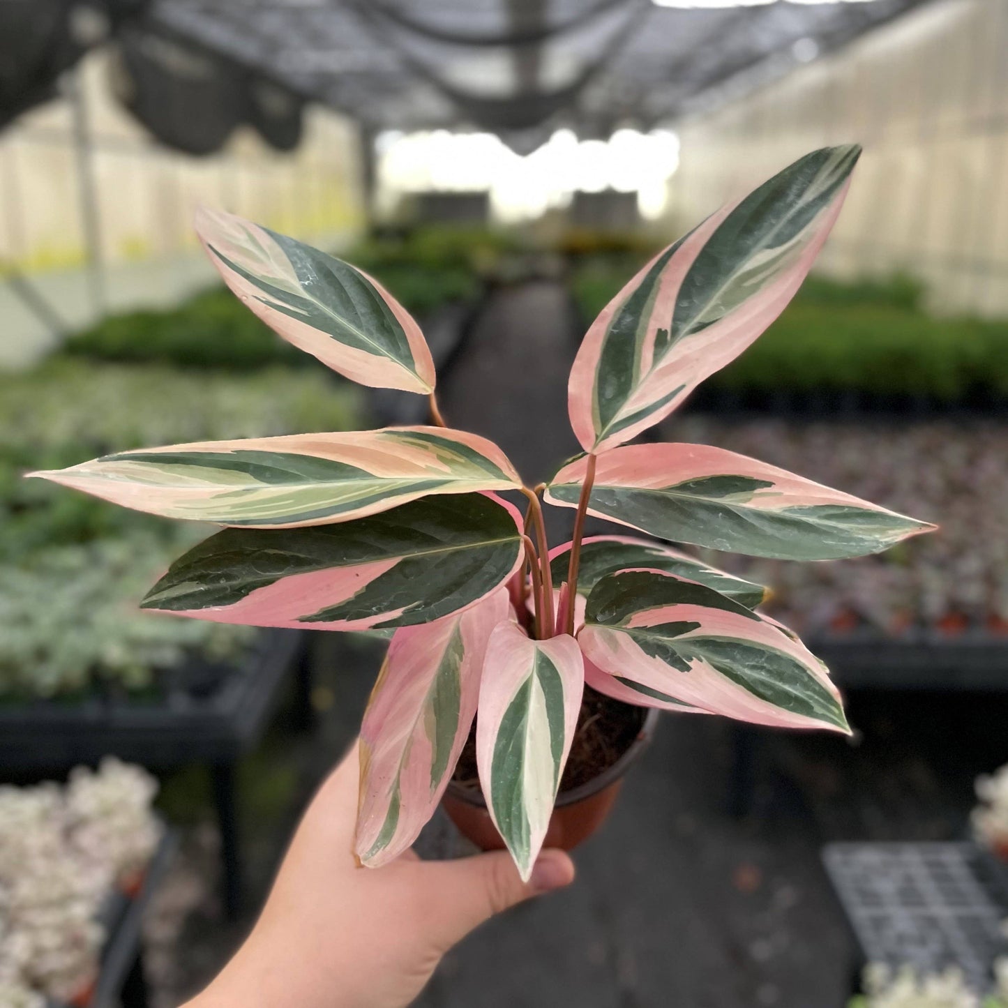 Stromanthe Triostar - 4" Live Plant