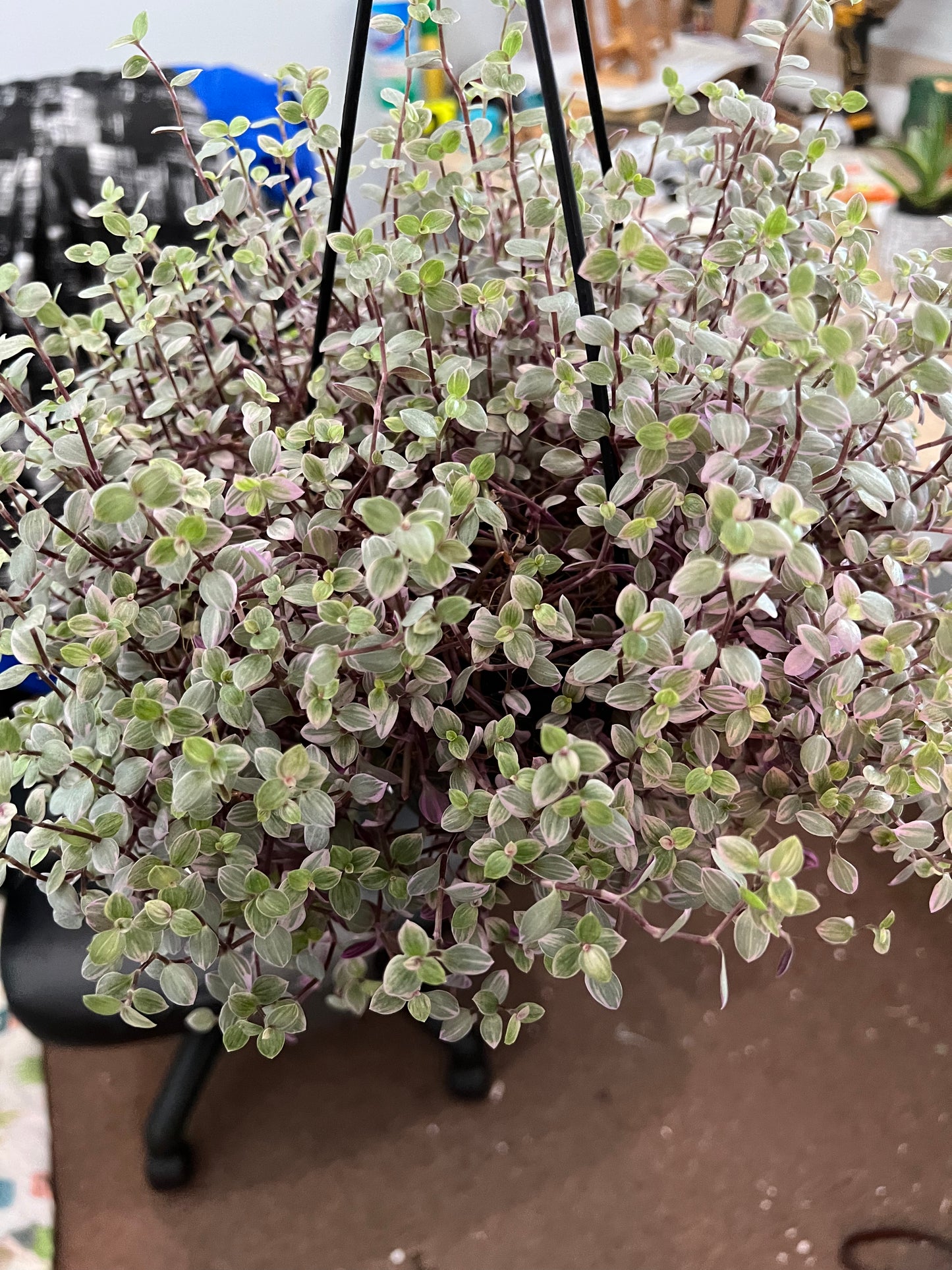 Callisia Repens ‘Pink Panther Plant’