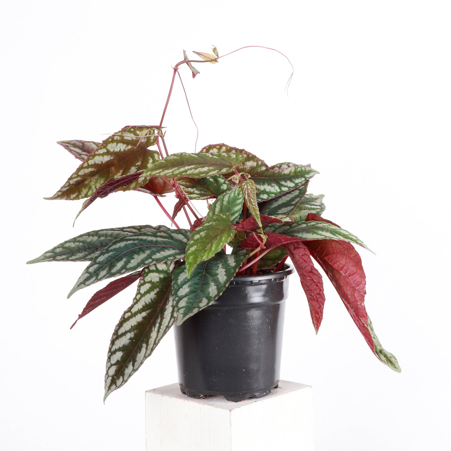 Cissus Discolor - Rex Begonia Vine - Live Plant