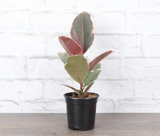 Ruby Rubber Plant - 4" Live Plant