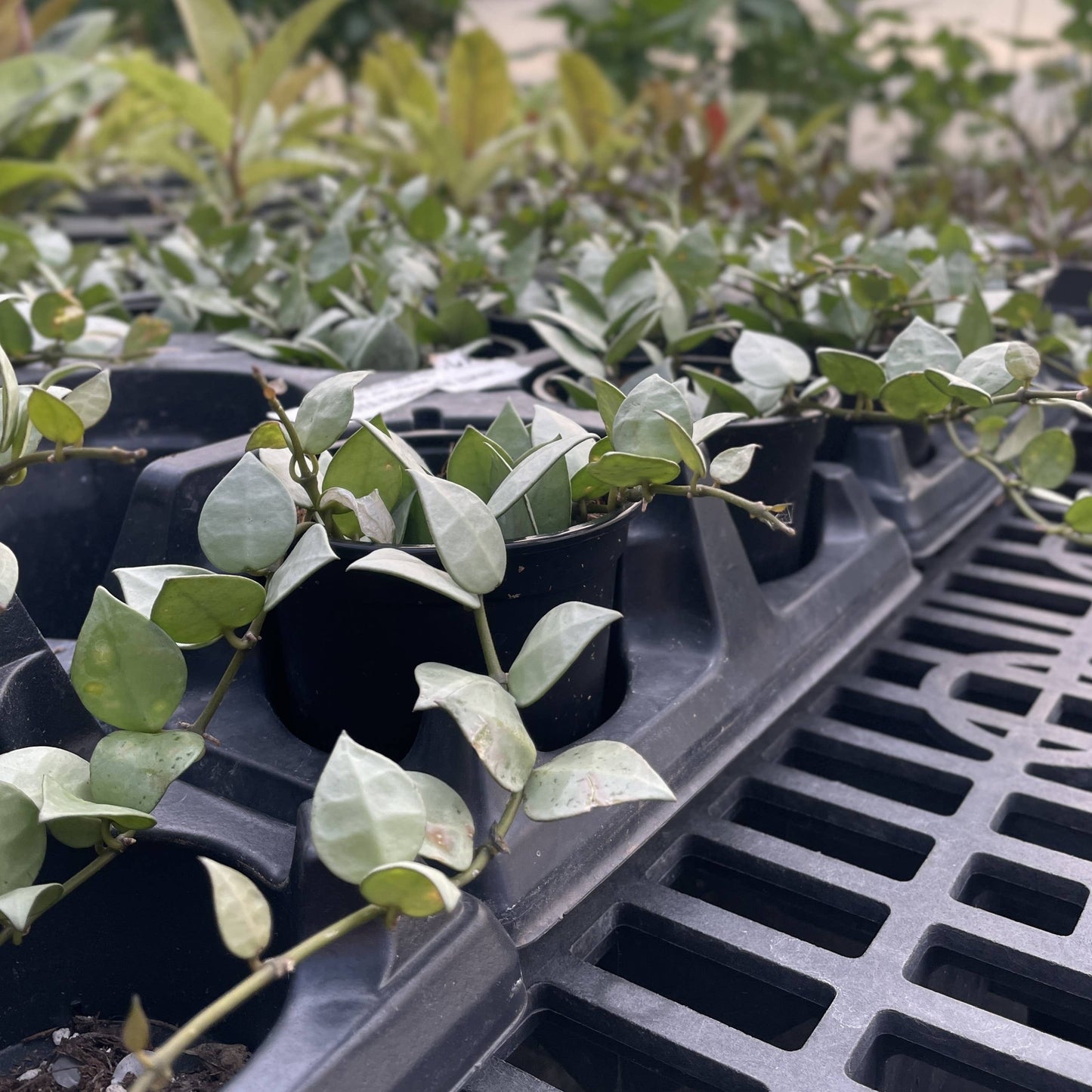 Hoya Krohniana Eskimo - Wax Plant - 4" Live Plant