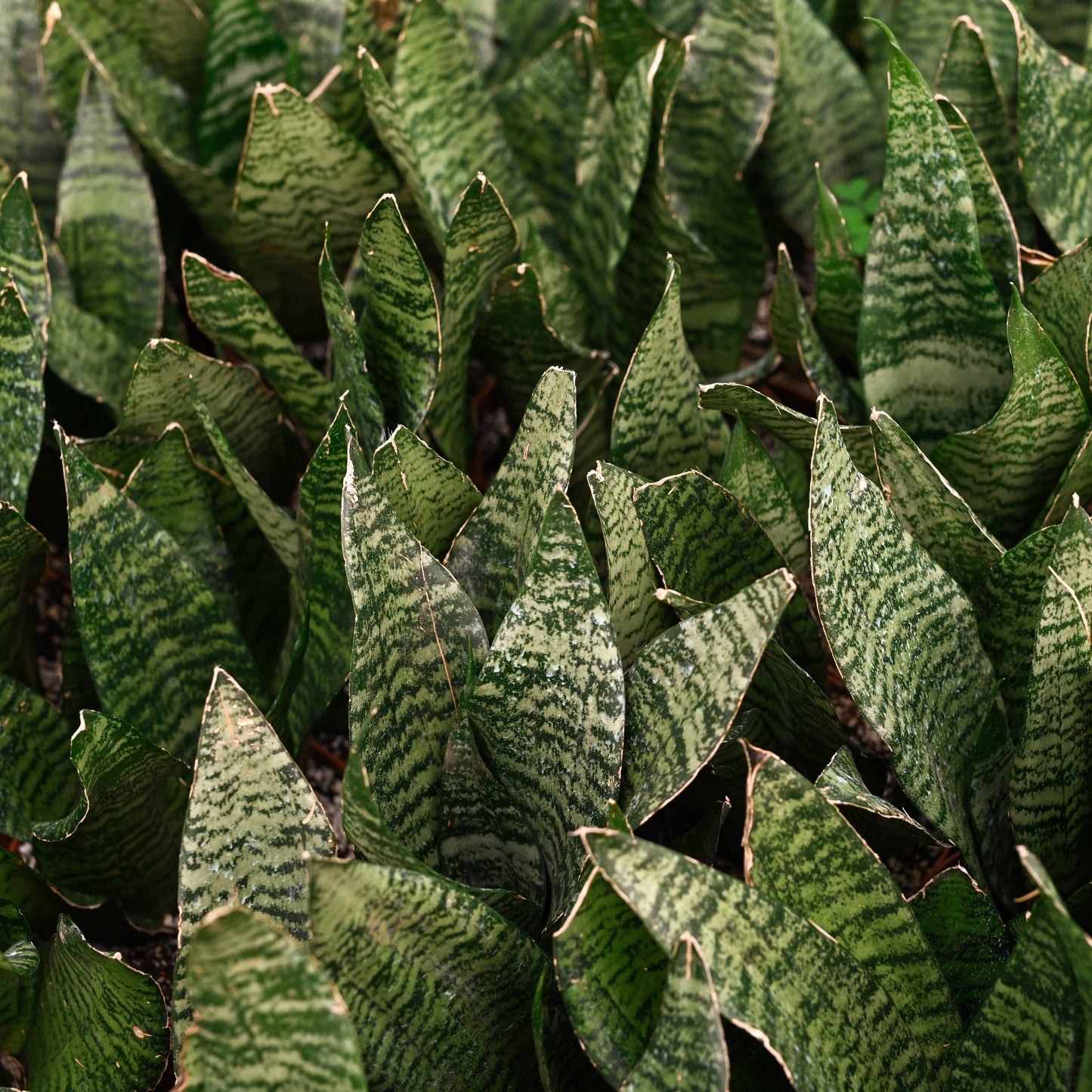 Snake 'Zeylancia',  Snake Plant - Live Plant