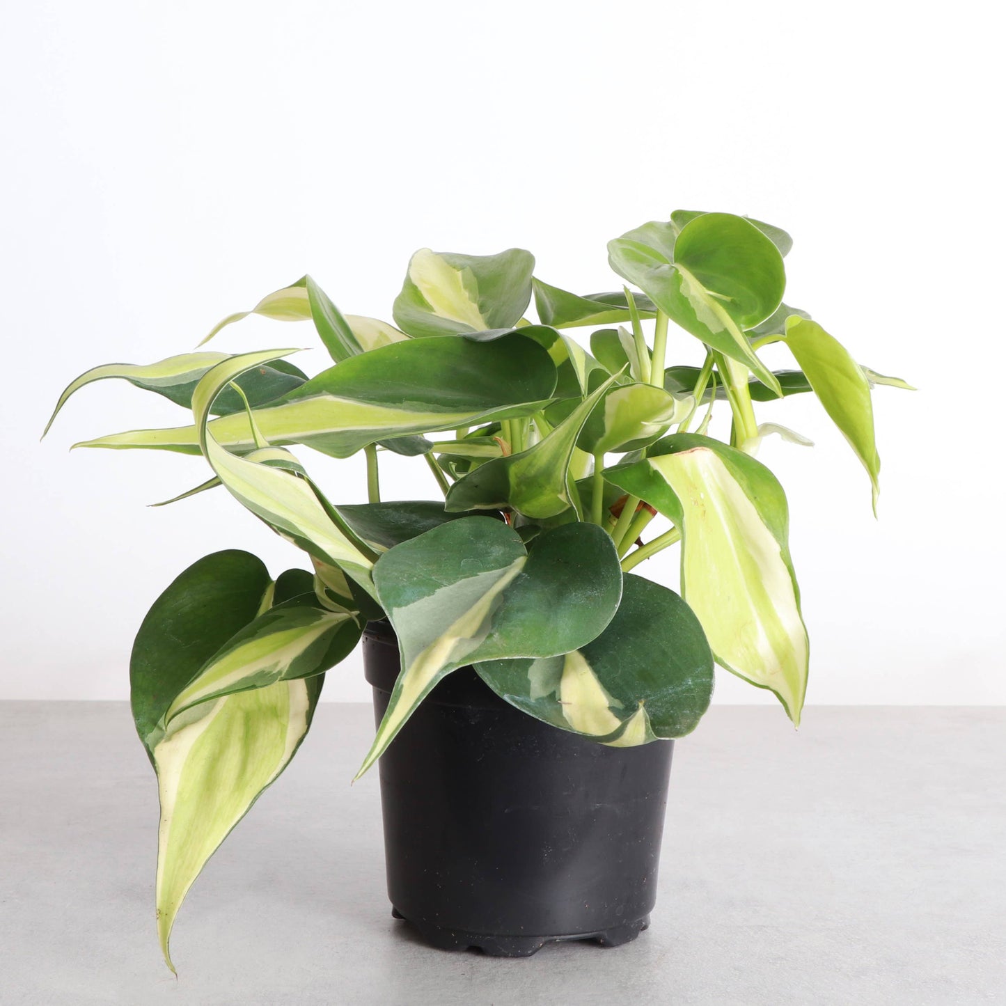 Silver Stripe Philodendron - 4" Live Plant