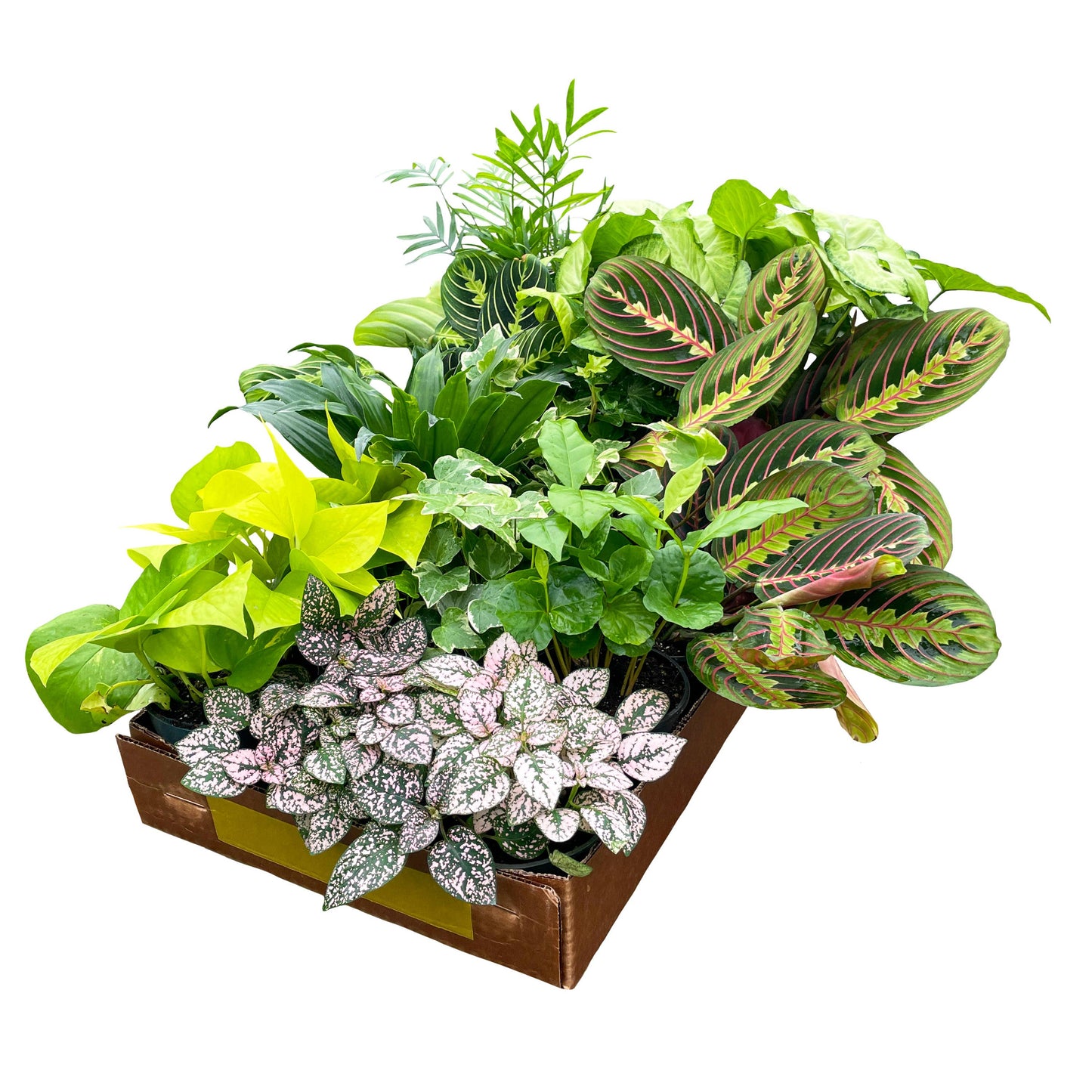 Grower's Choice Houseplant Assortment - 4" Live Plants