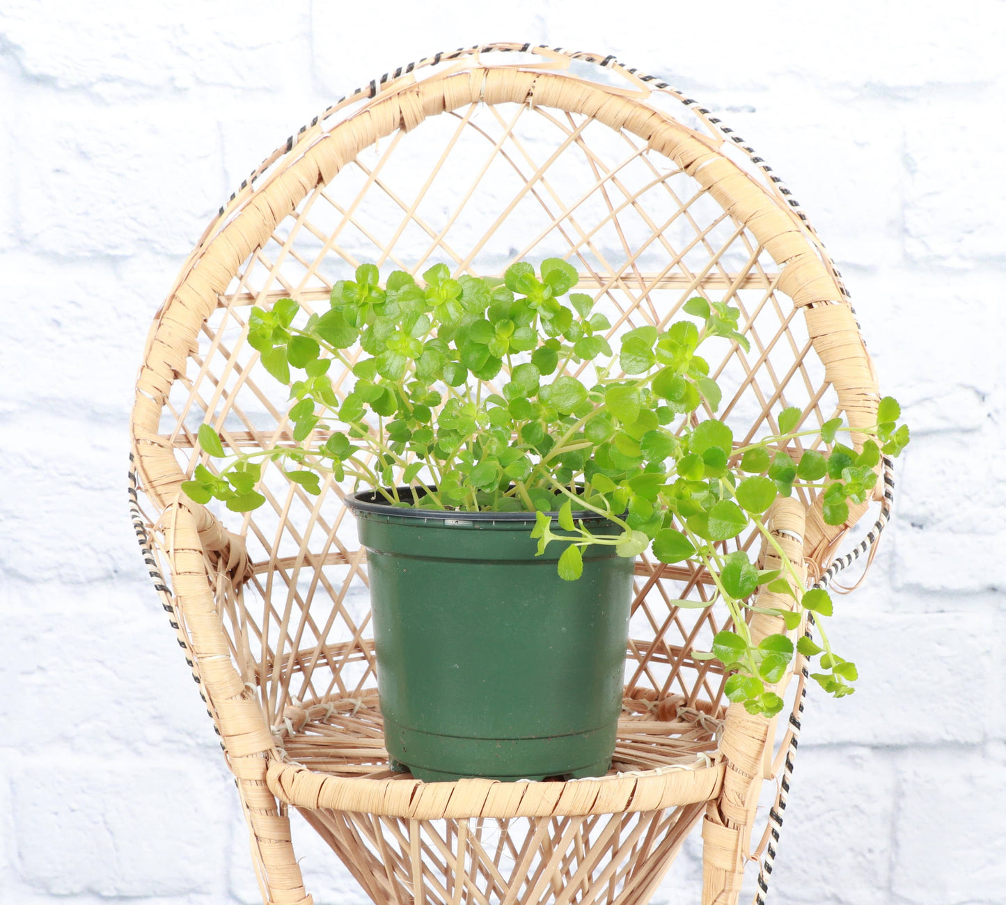 Green Baby Tears, Pilea Depressa - 4" Live Plant