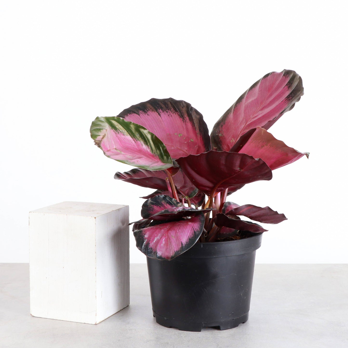 Calathea Pink Star