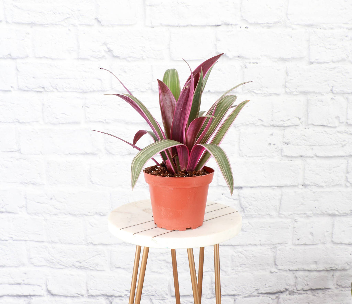 Tricolor Oyster Tradescantia - 4" Live Plant