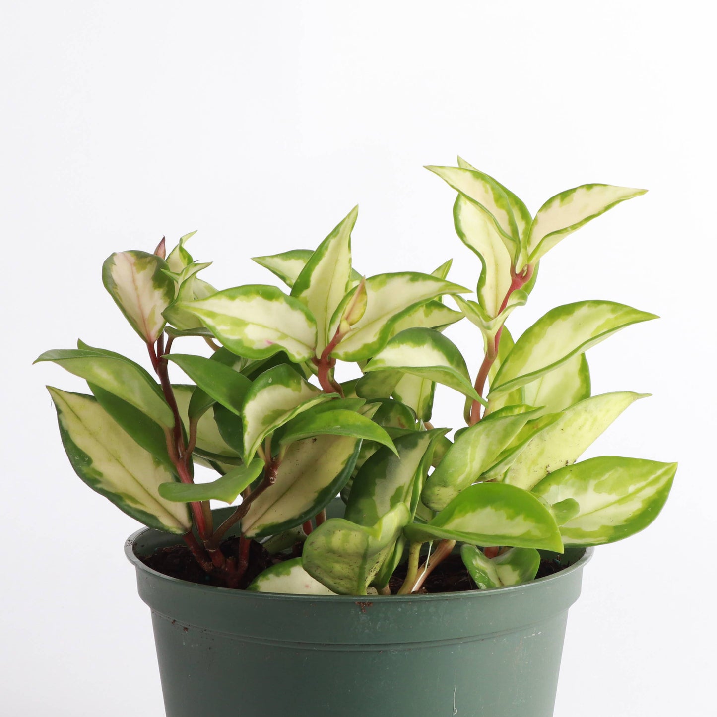 Hoya Tricolor - 6" Live Plant