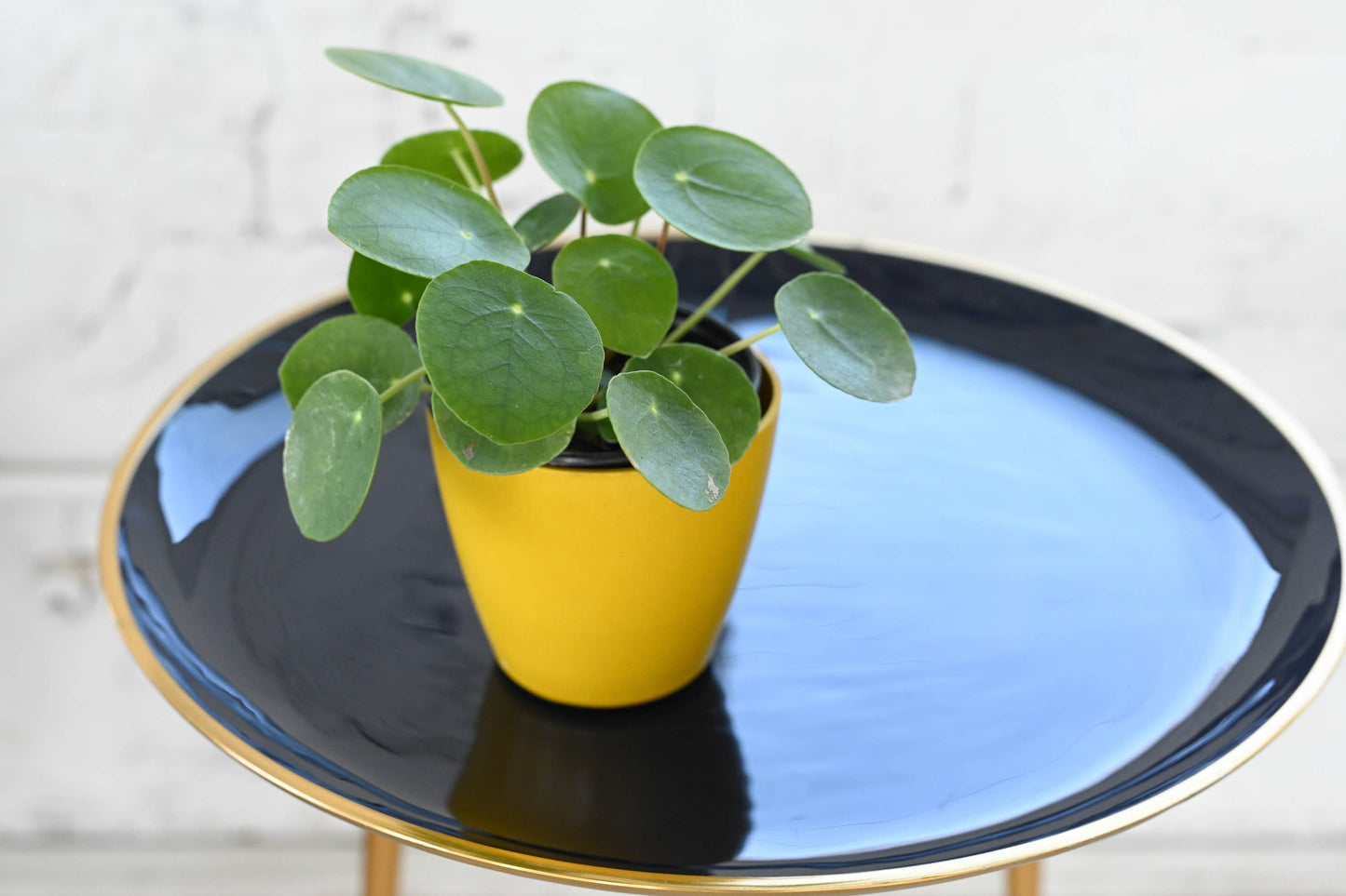 Pilea Peperomioides - 4" Live Plant