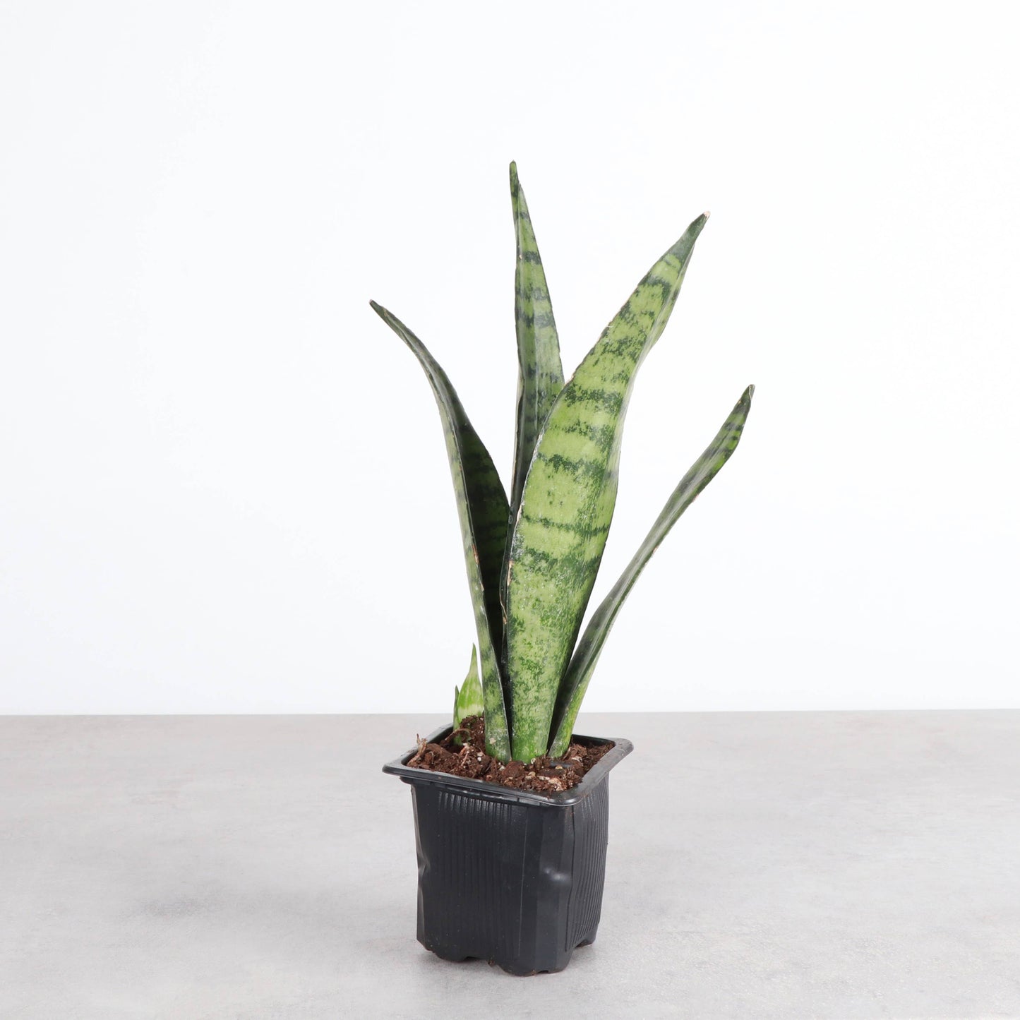 Snake 'Zeylancia',  Snake Plant - Live Plant