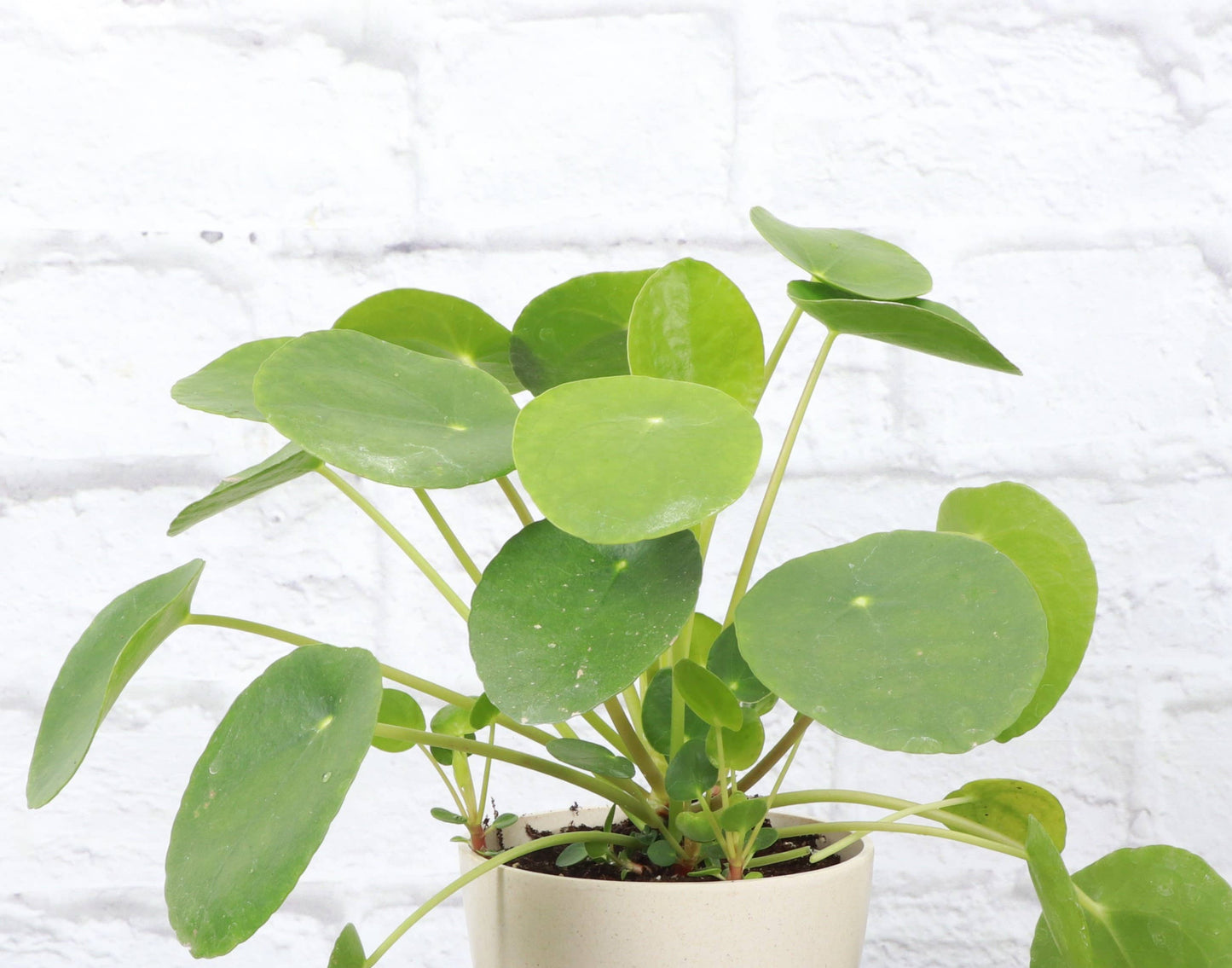 Pilea Peperomioides - 4" Live Plant