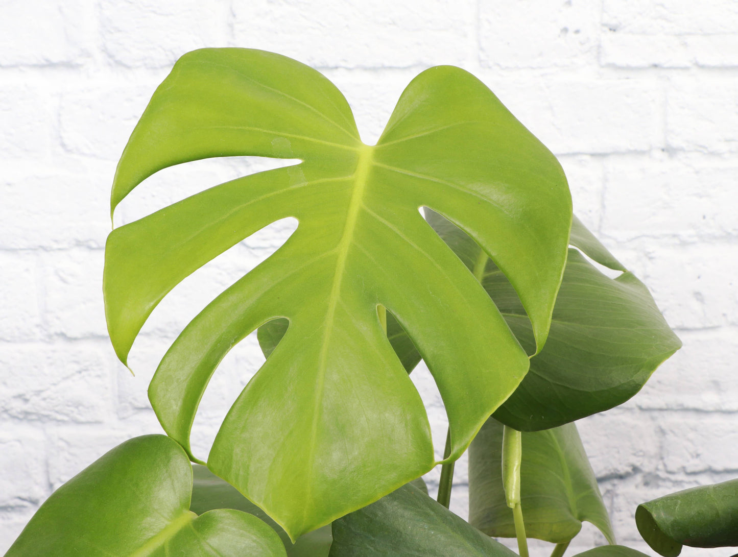 Monstera Deliciosa