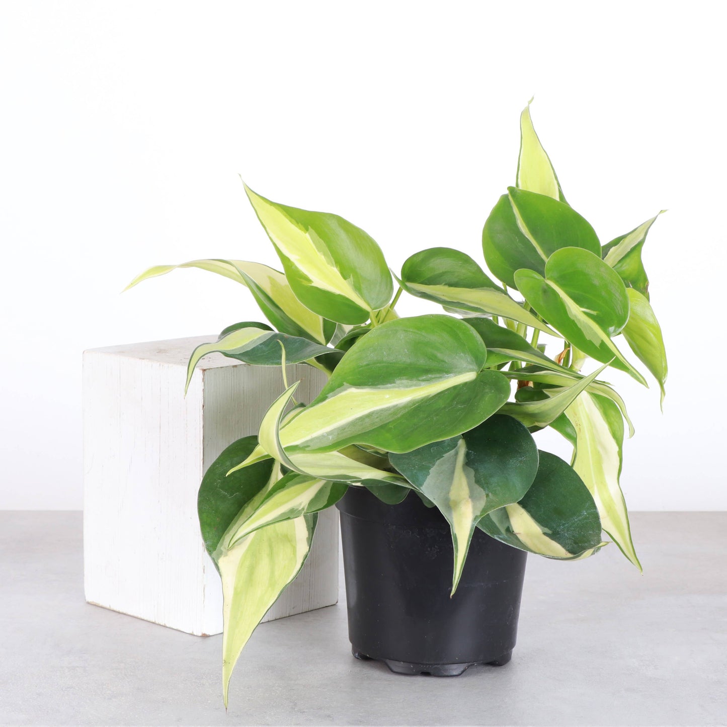 Silver Stripe Philodendron - 4" Live Plant