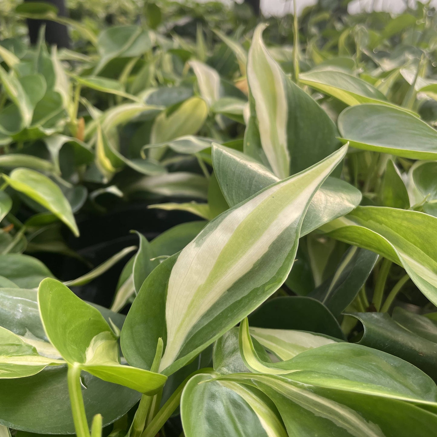 Silver Stripe Philodendron - 4" Live Plant