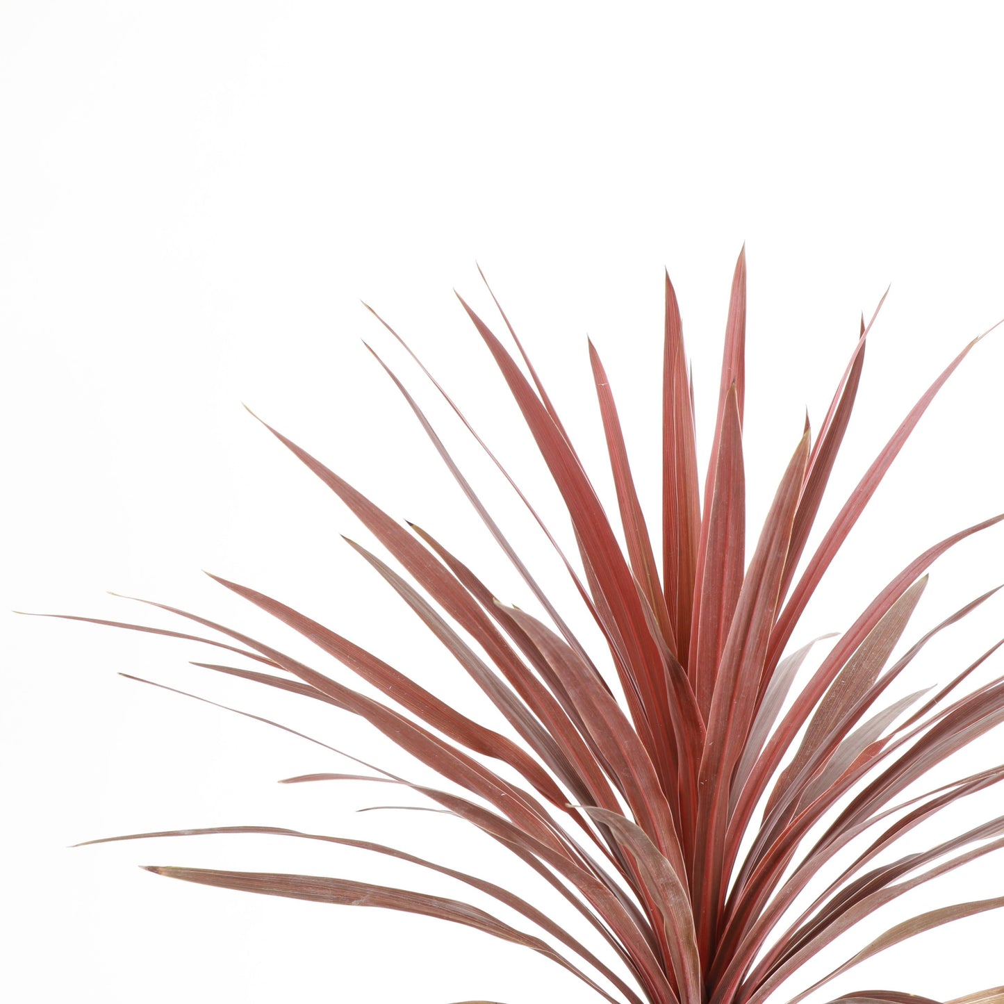 Cordyline Red Sensation - 6" Live Plant