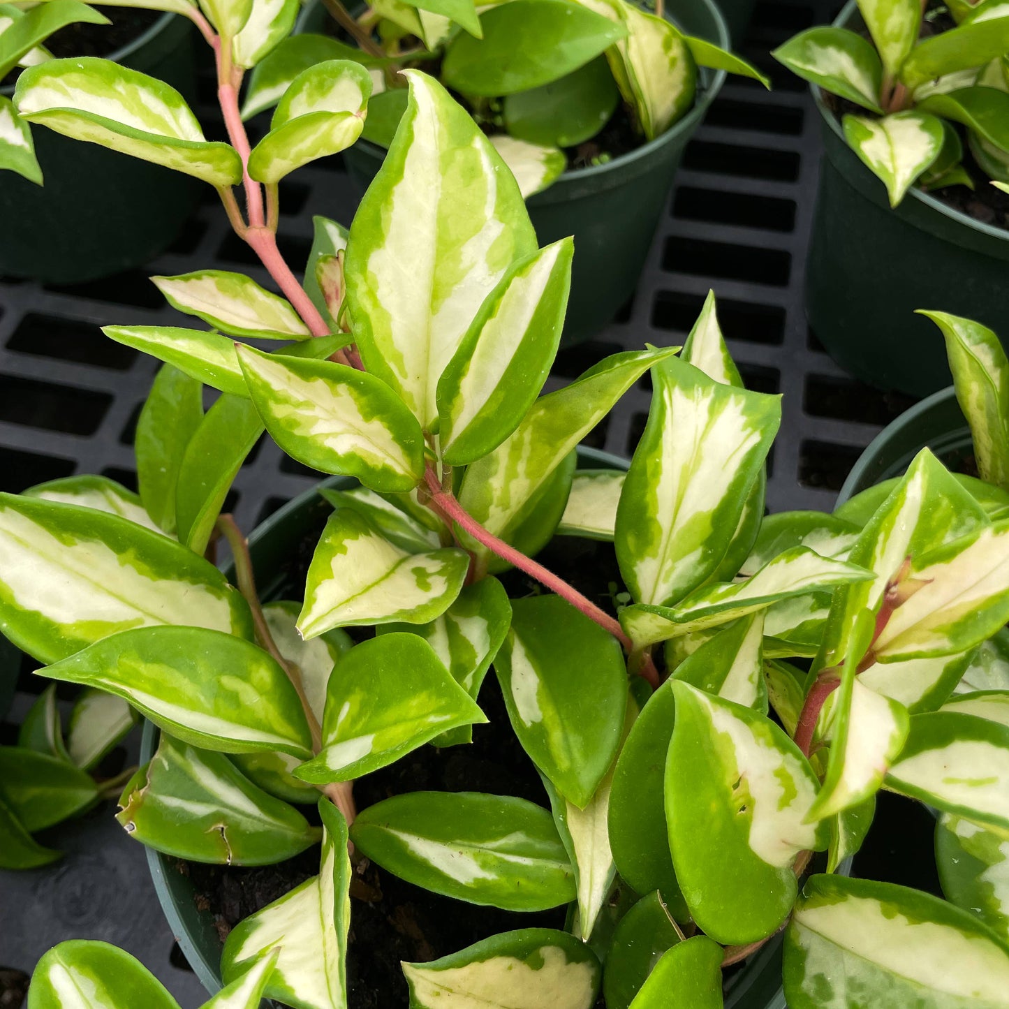 Hoya Tricolor - 6" Live Plant