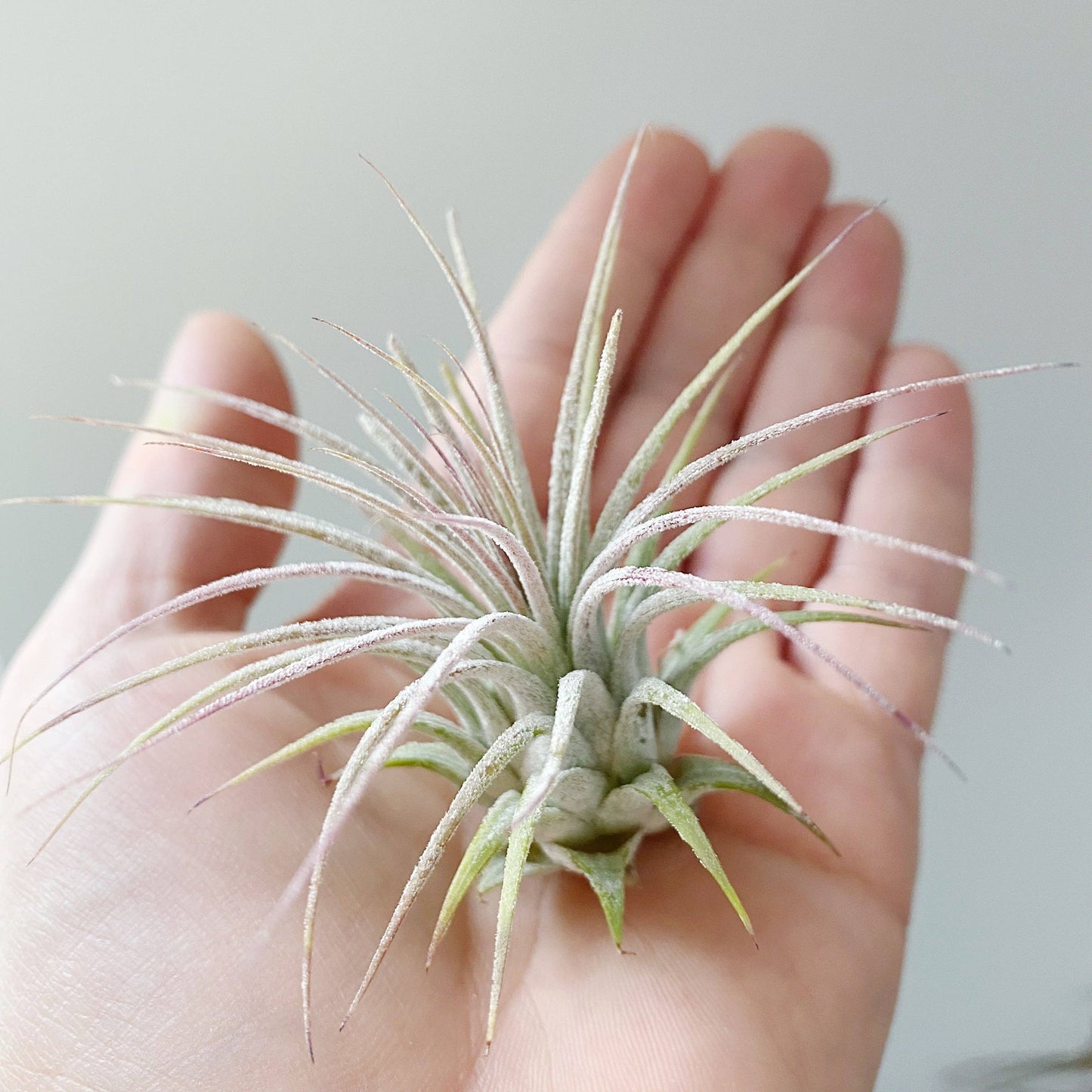 Tillandsia Ionantha Guatemala Air Plant (smaller)