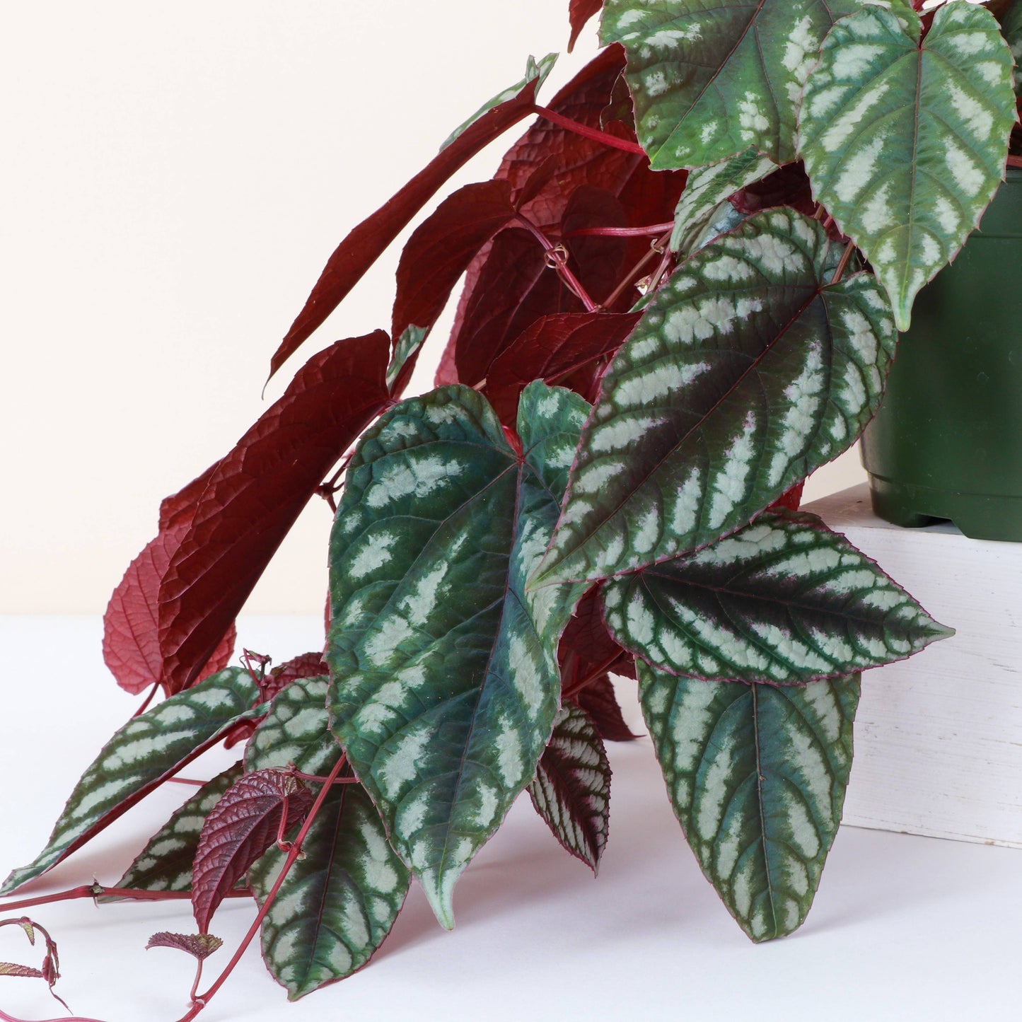 Cissus Discolor - Rex Begonia Vine - Live Plant