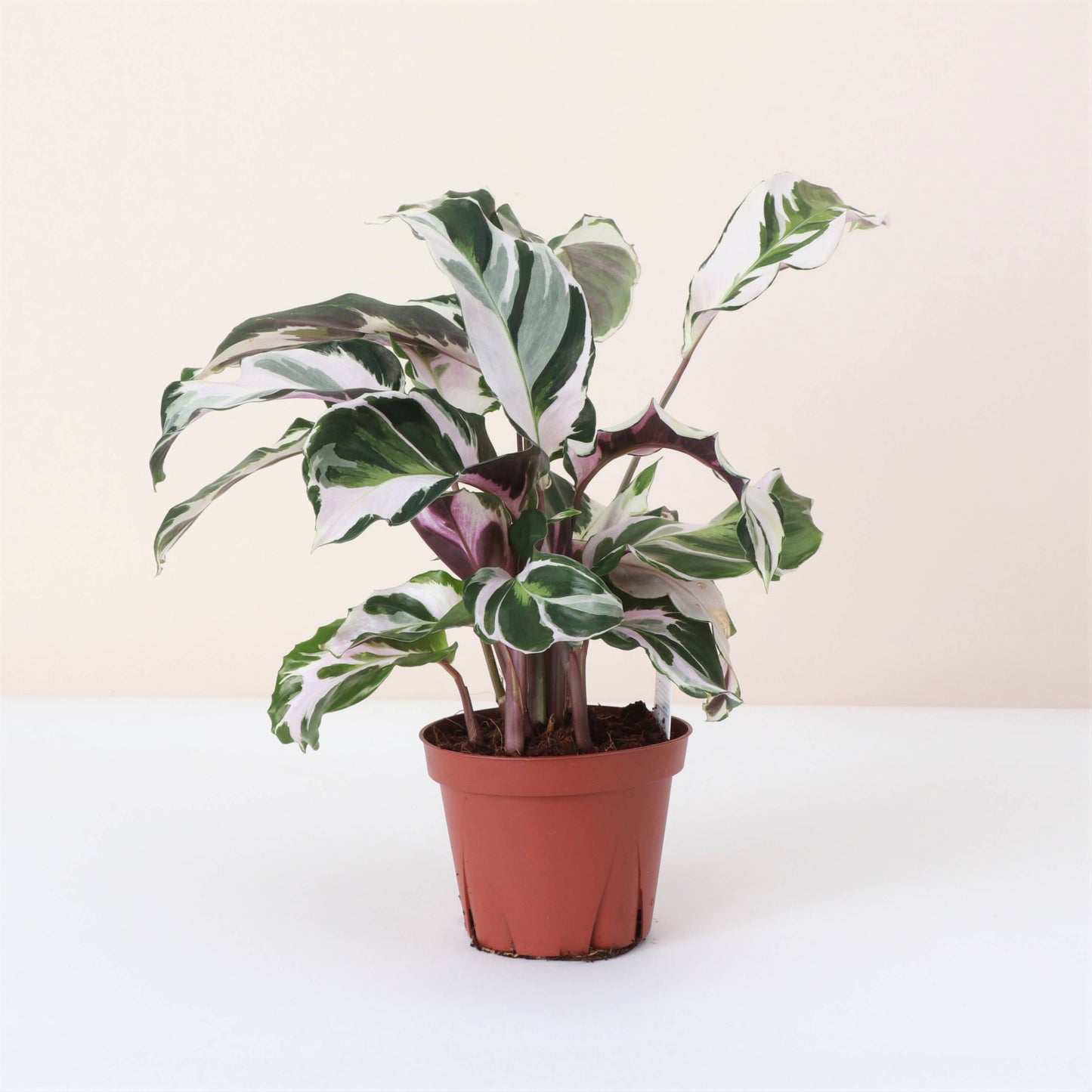 Calathea 'Stella' - 4" Live Plant