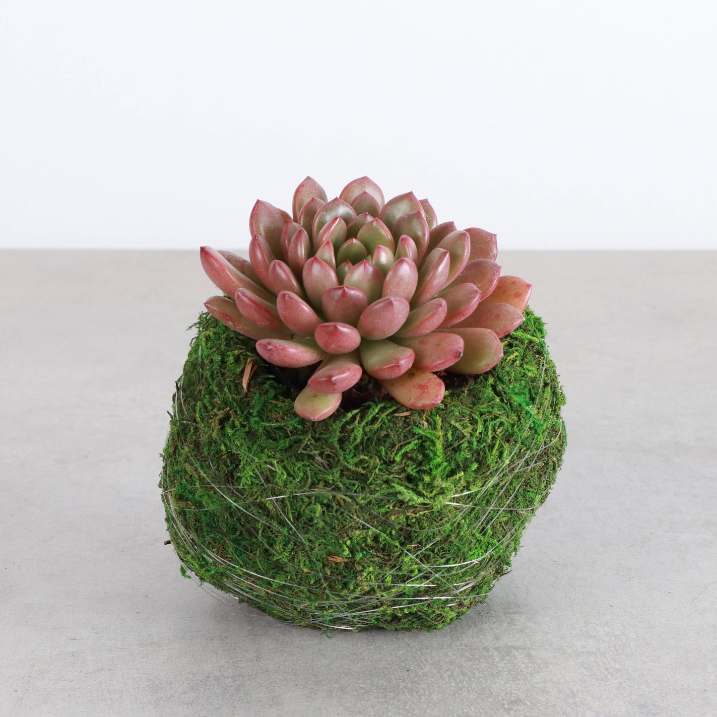 Kokedama Pot for Houseplants - 3.5x4"