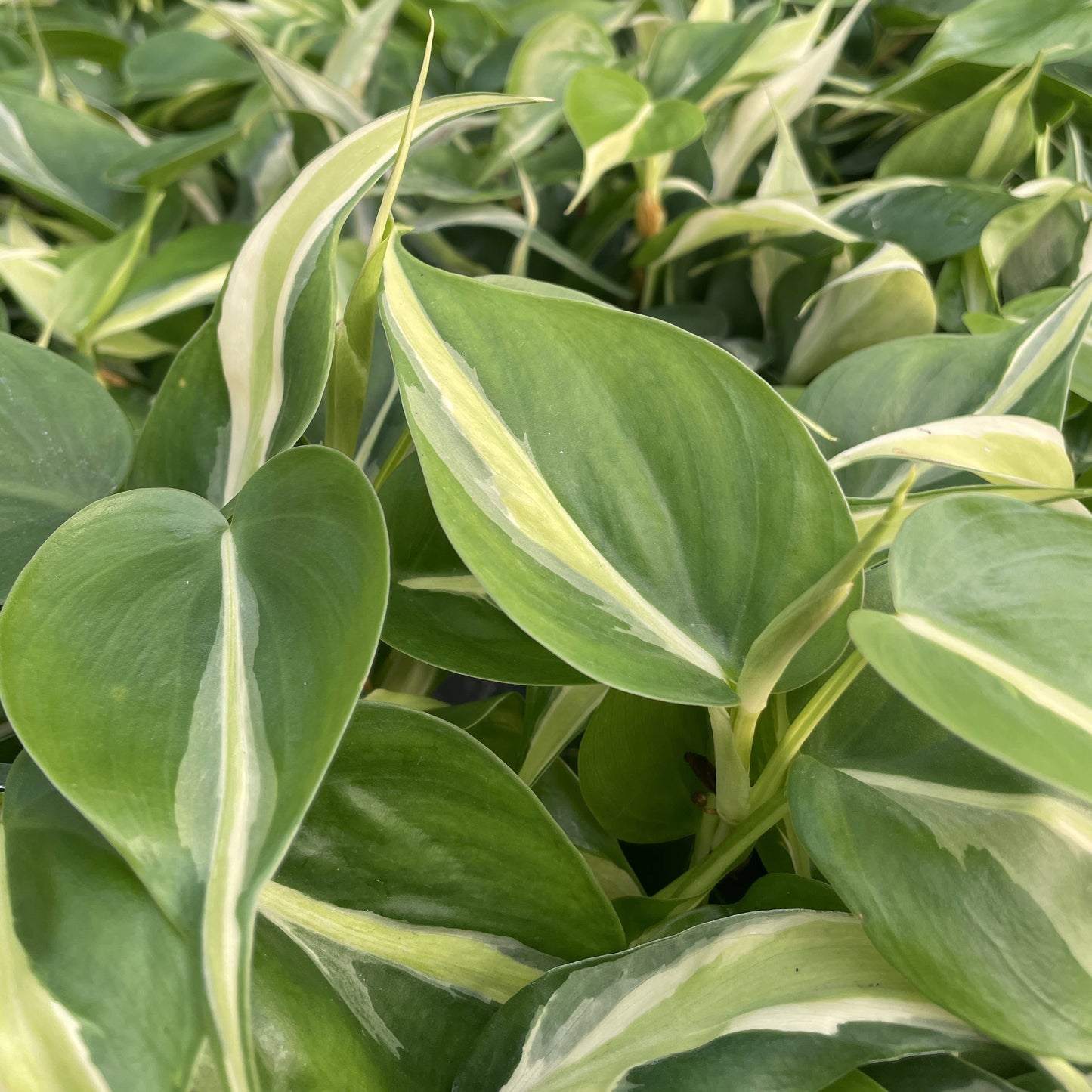 Silver Stripe Philodendron - 4" Live Plant