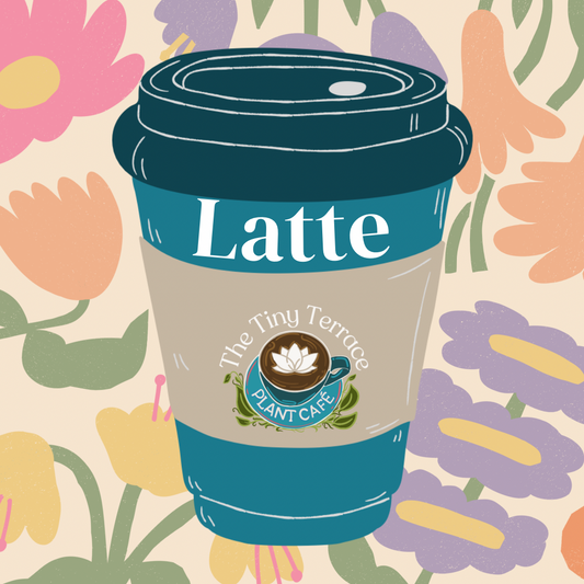 Latte