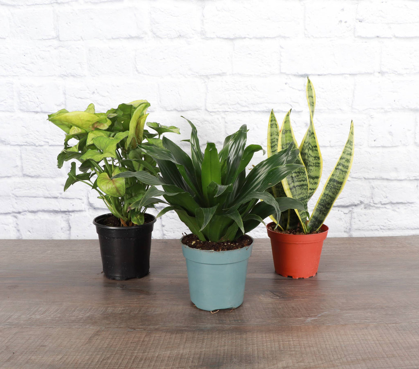 Low Light Houseplant Assortment - 4" Live Plants