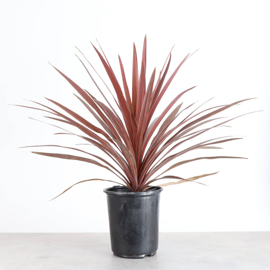 Cordyline Red Sensation - 6" Live Plant