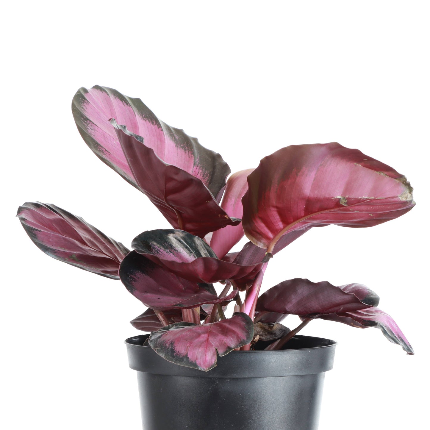 Calathea Pink Star