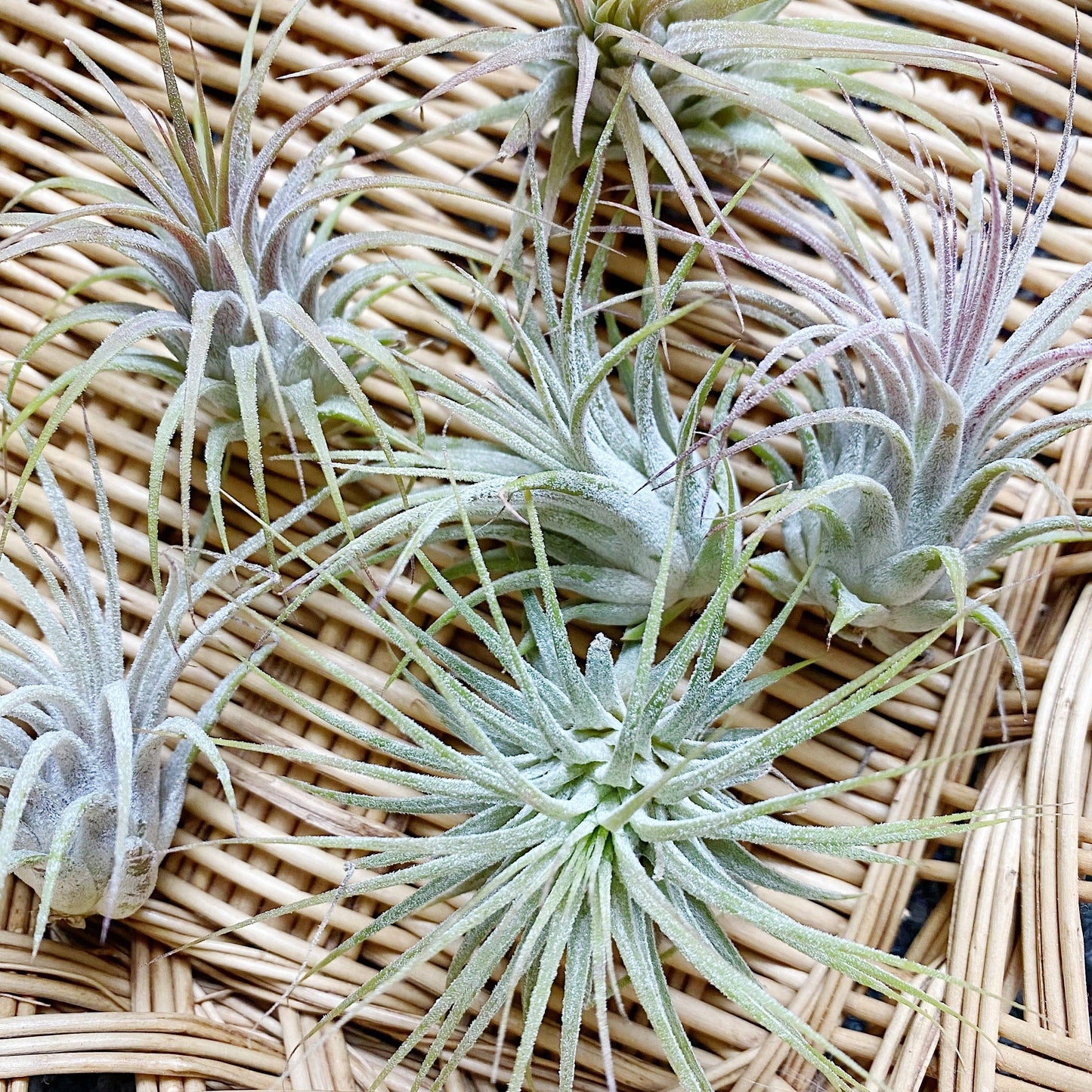 Tillandsia Ionantha Guatemala Air Plant (smaller)