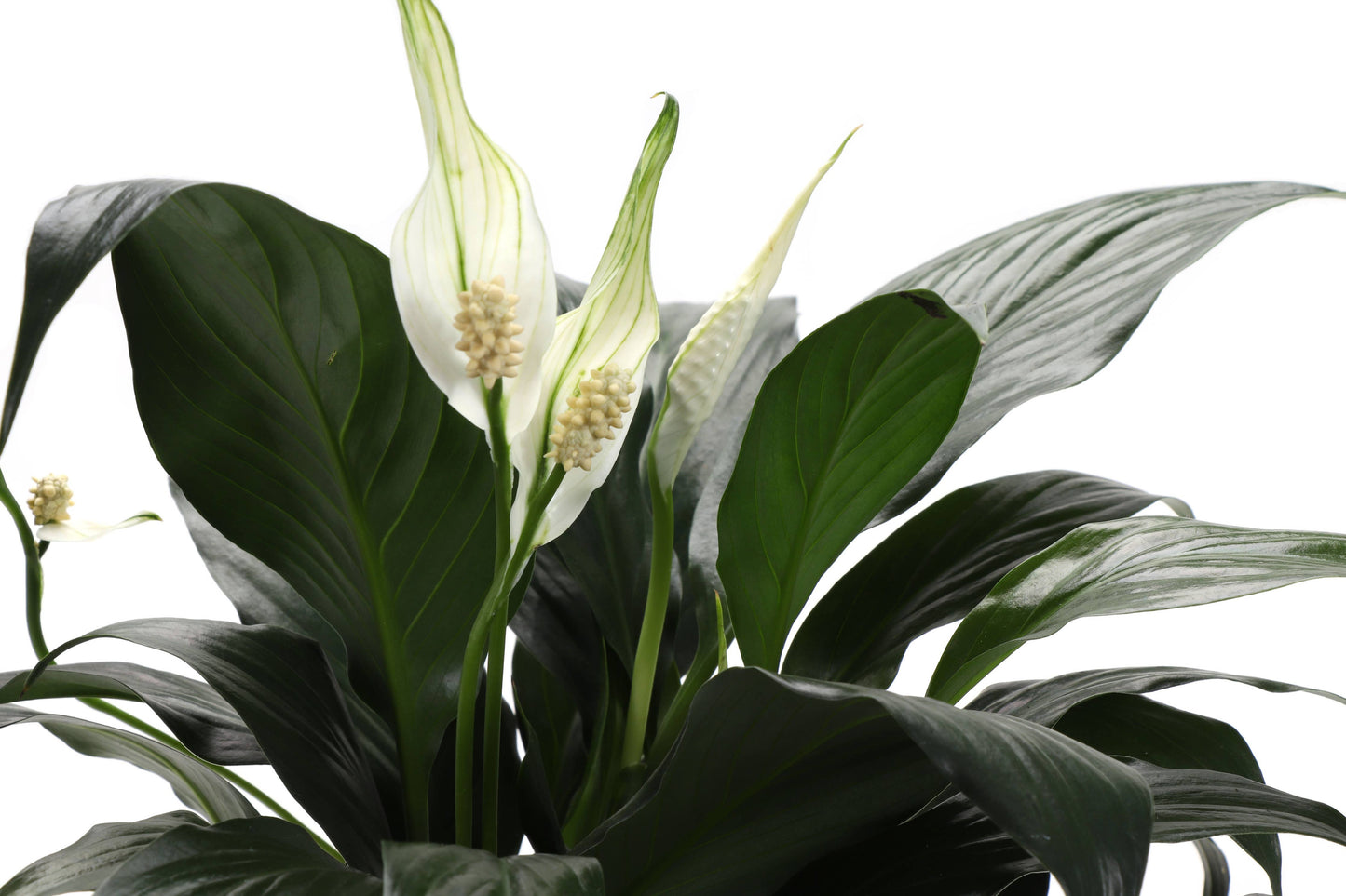 Peace Lily - Live Plant