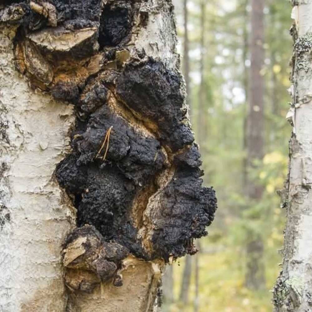 Chaga Triple Action with added Vitamin D:  Recharge & Reinfo