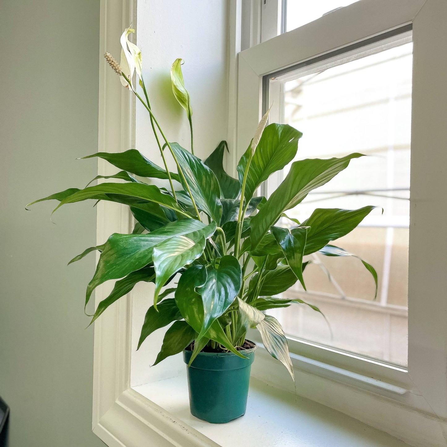 Peace Lily - Live Plant