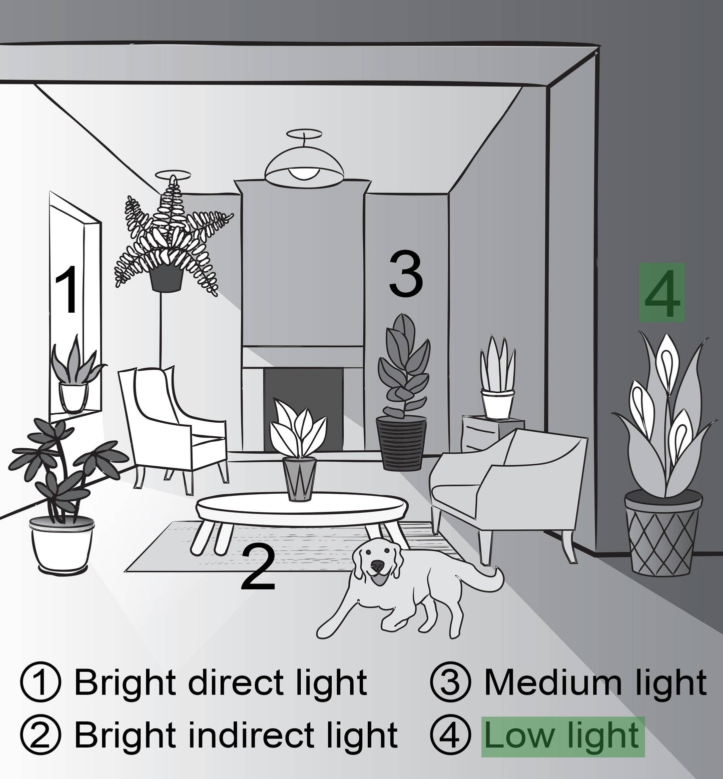 Peace Lily - Live Plant