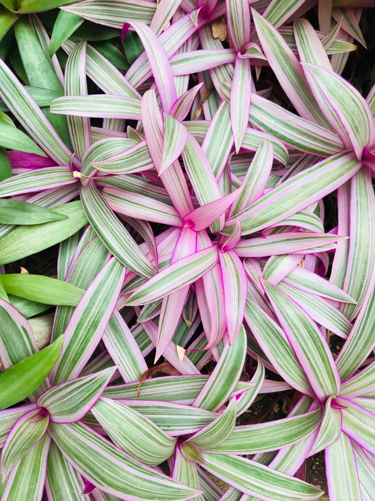 Tricolor Oyster Tradescantia - 4" Live Plant