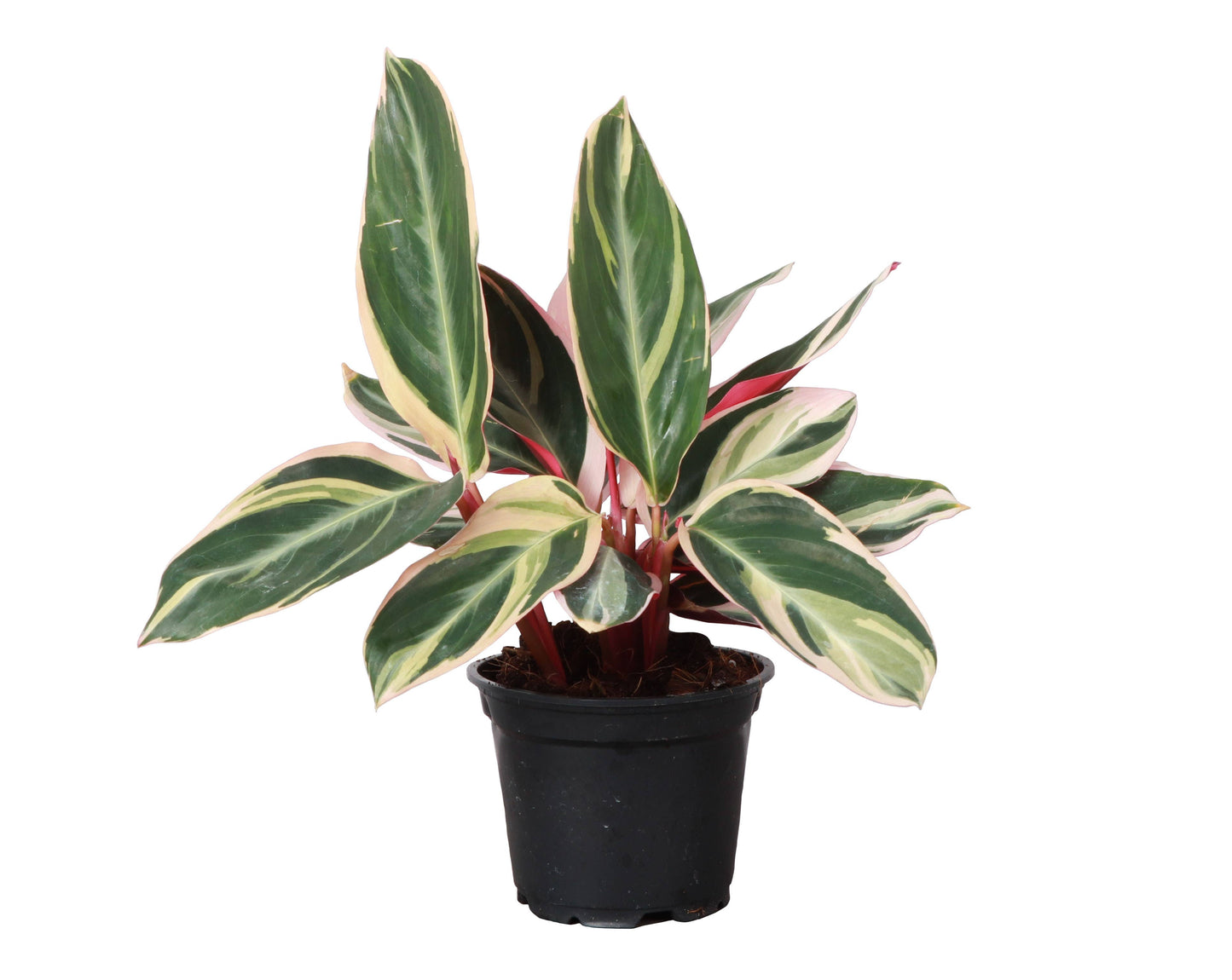 Stromanthe Triostar - 4" Live Plant