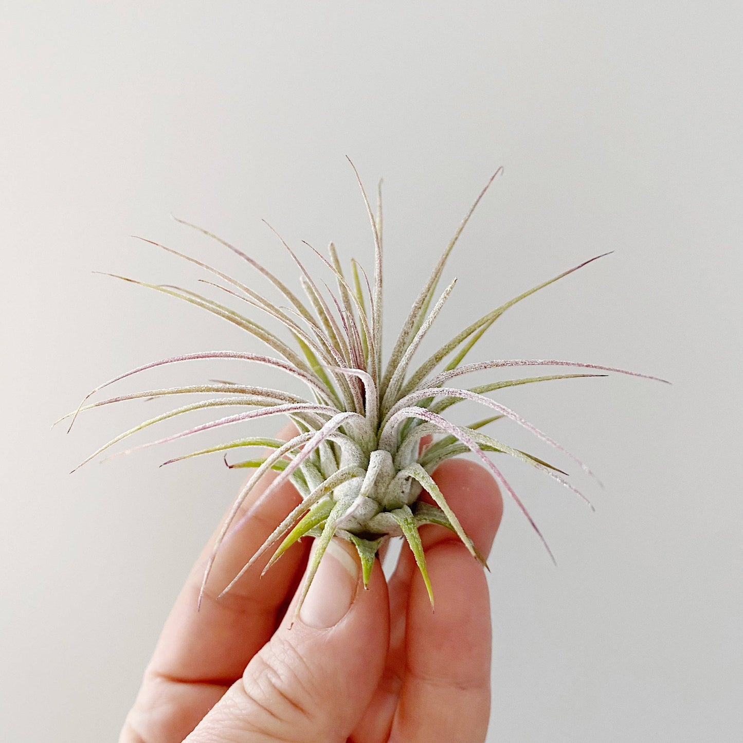 Tillandsia Ionantha Guatemala Air Plant (smaller)