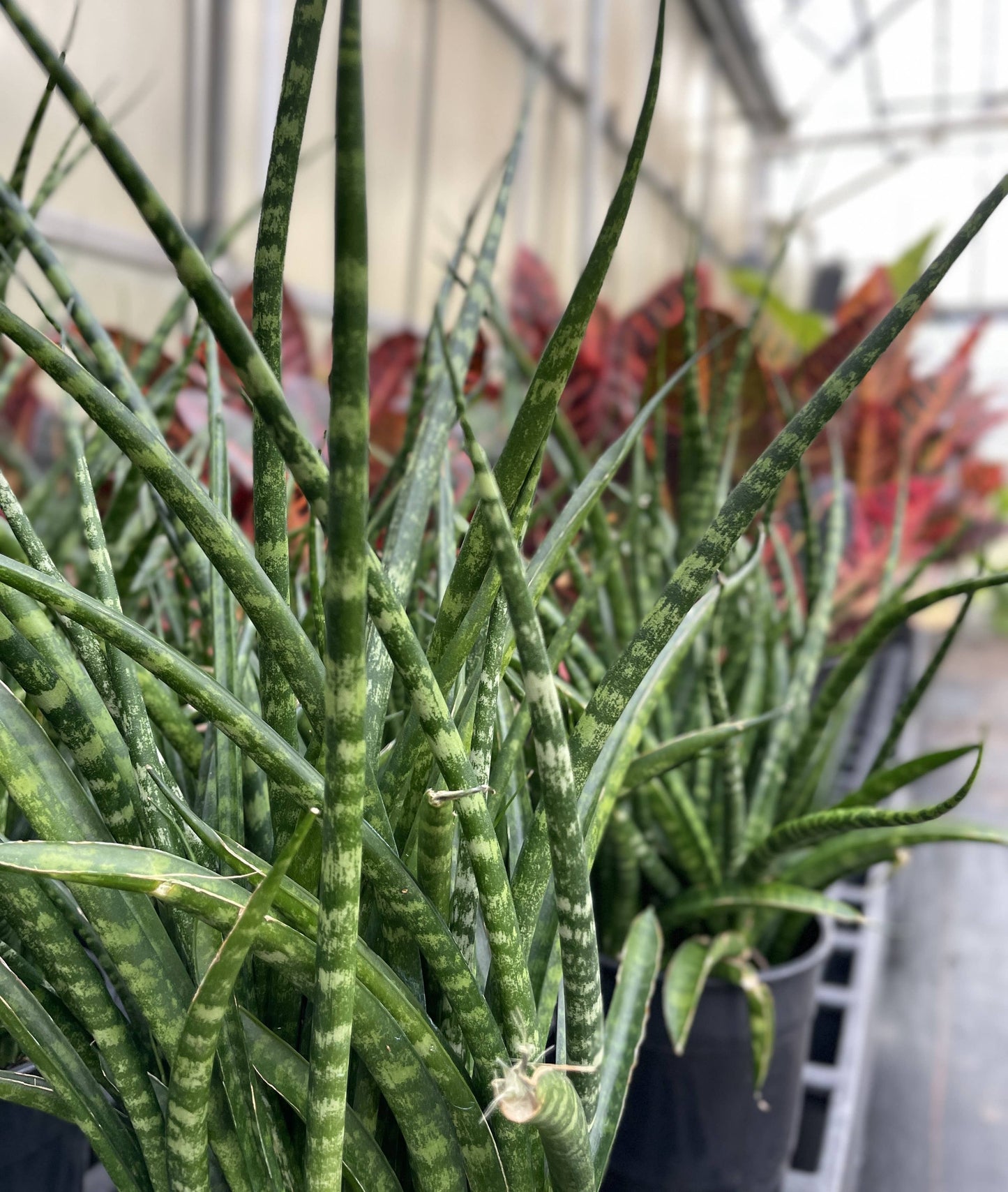 Sansevieria Fernwood - Live Plant