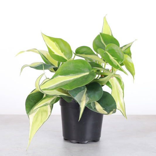 Silver Stripe Philodendron - 4" Live Plant