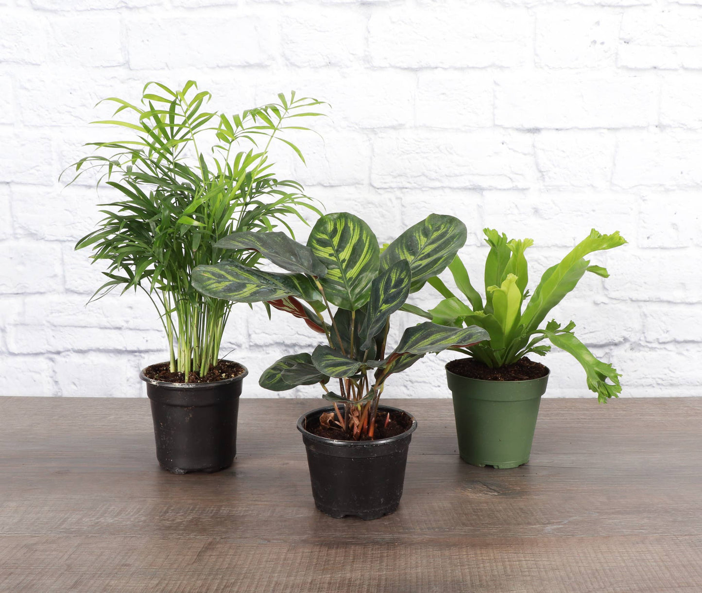 Pet Friendly Houseplant Assortment - 4" Live Plants