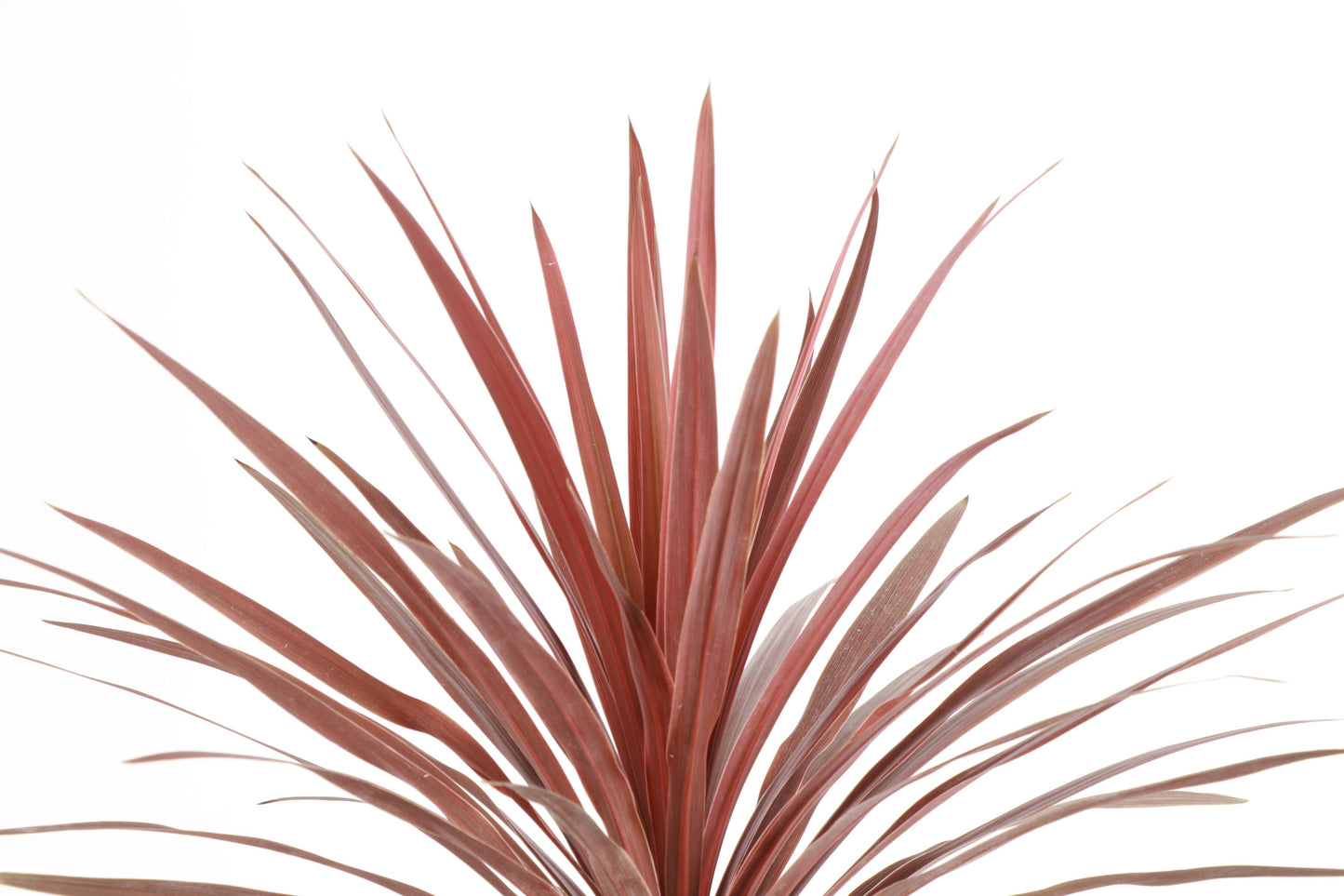 Cordyline Red Sensation - 6" Live Plant