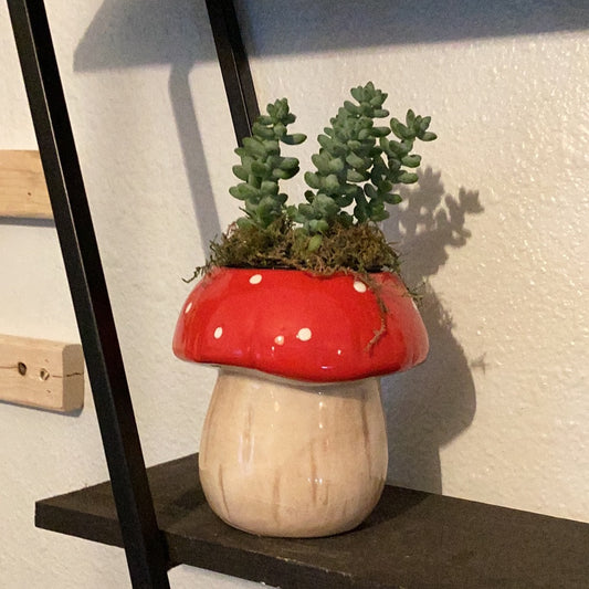 Donkey tale Mushroom Succuleny